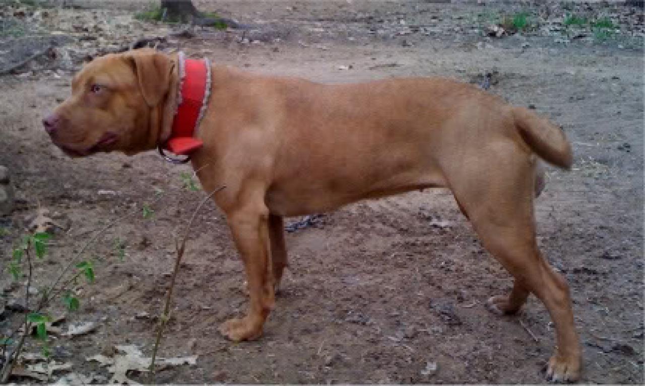 Photo of the dog