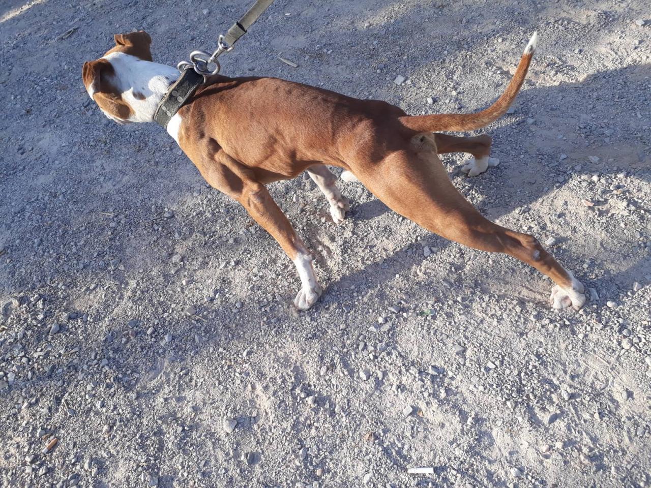 Photo of the dog