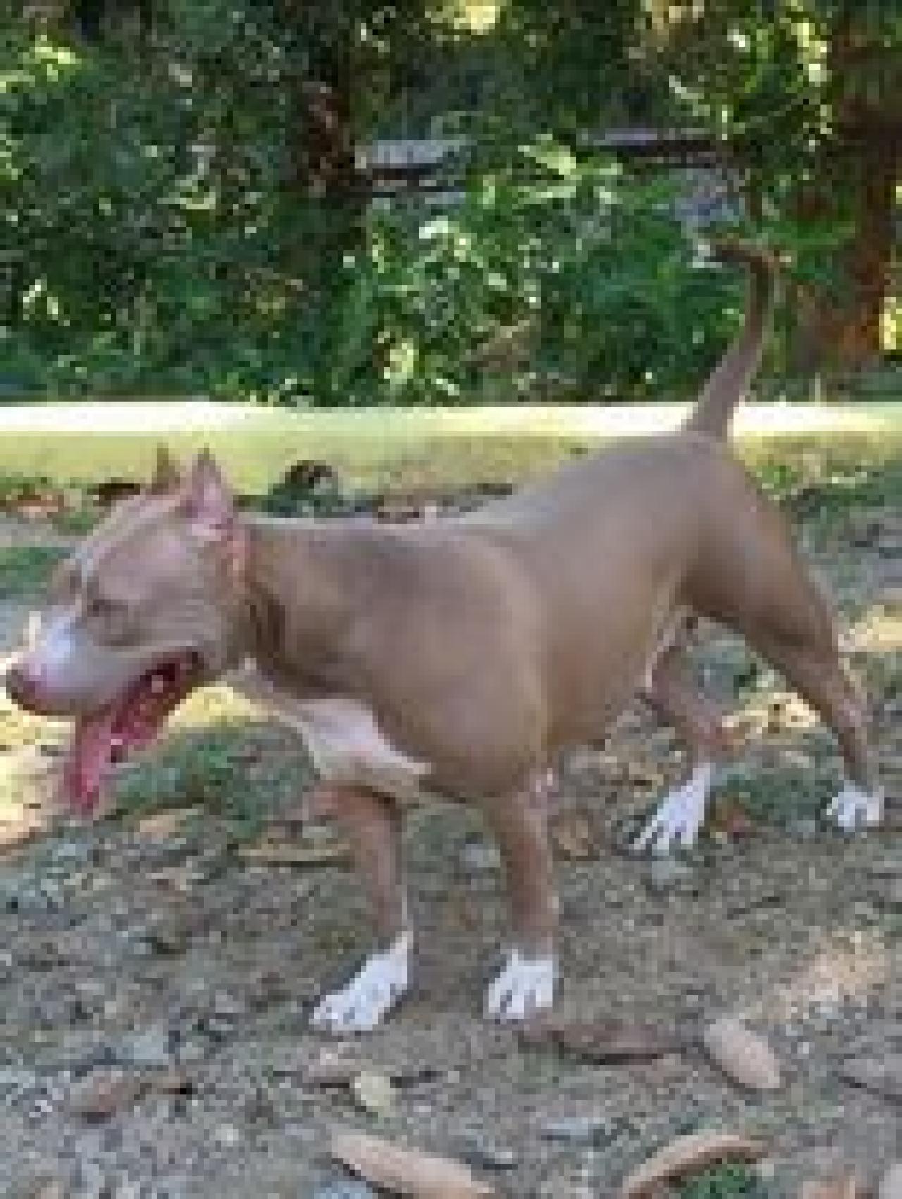 Photo of the dog