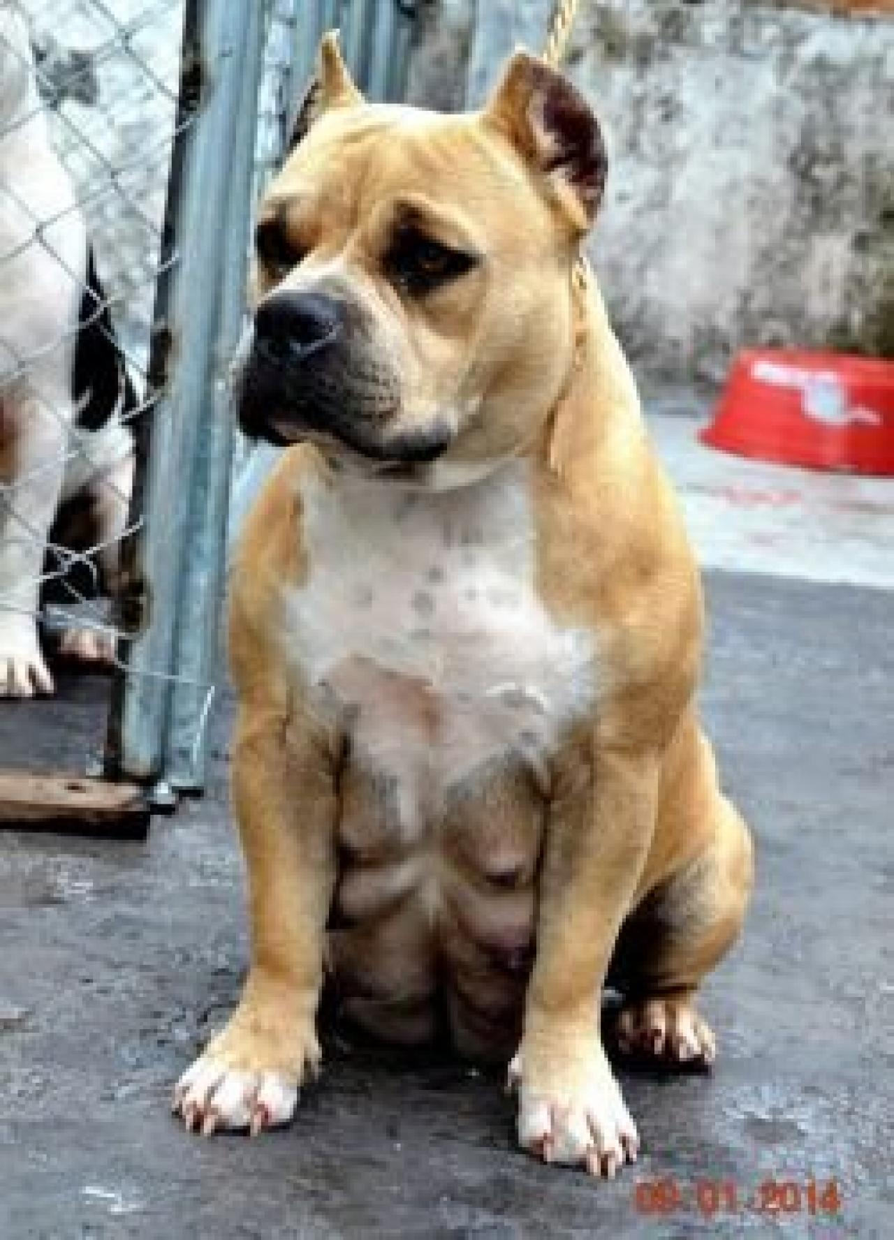 Photo of the dog