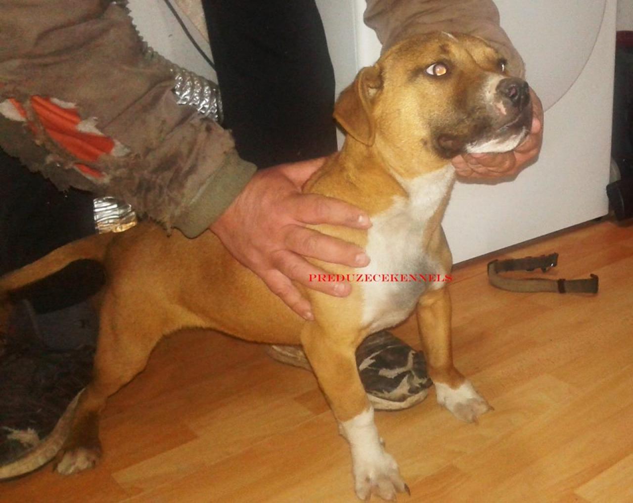 Photo of the dog
