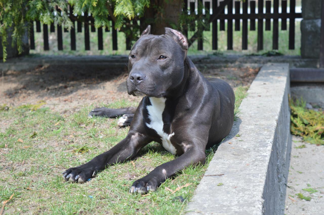 Photo of the dog