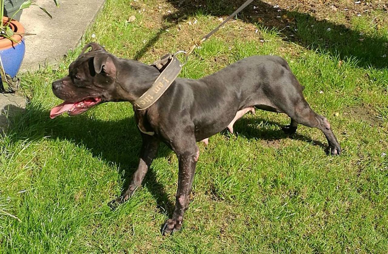 Photo of the dog