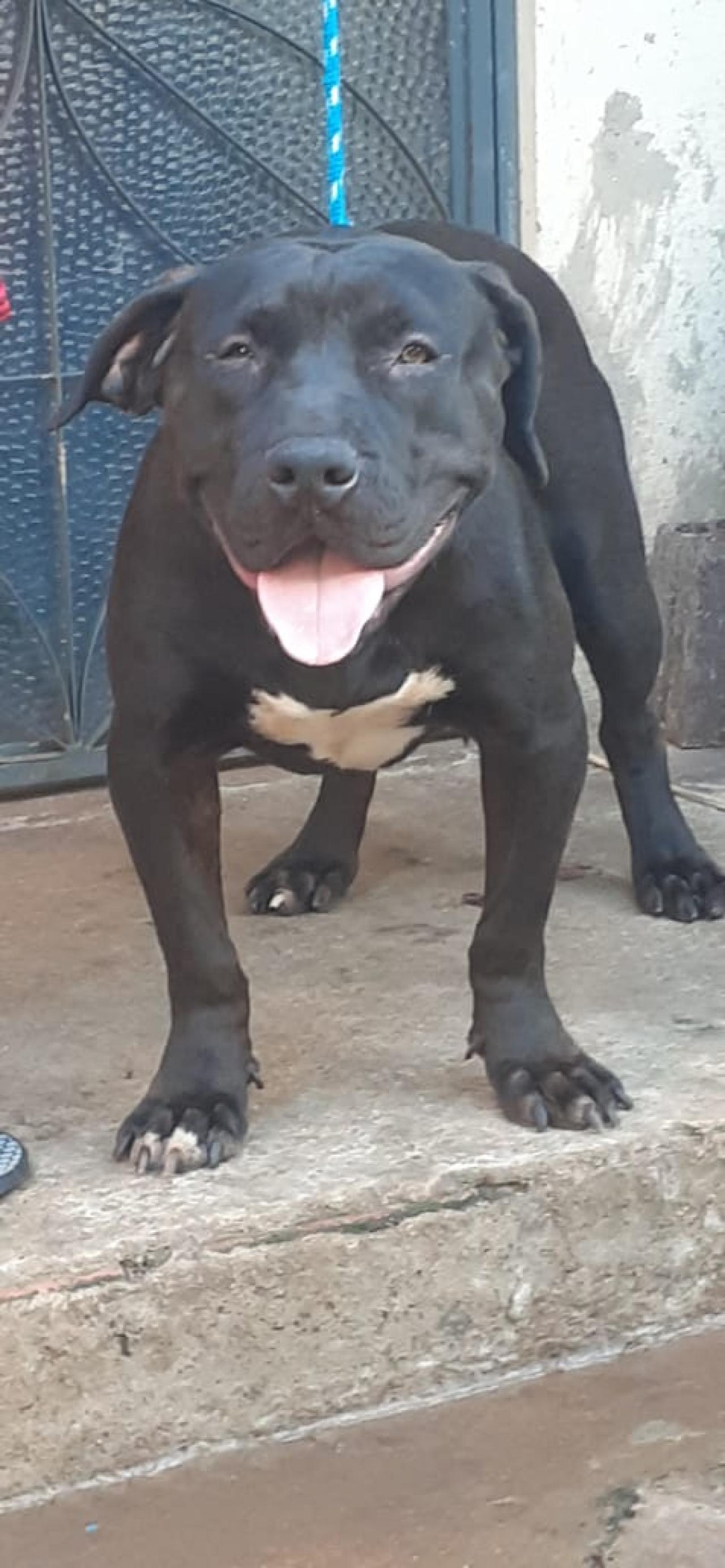 Photo of the dog