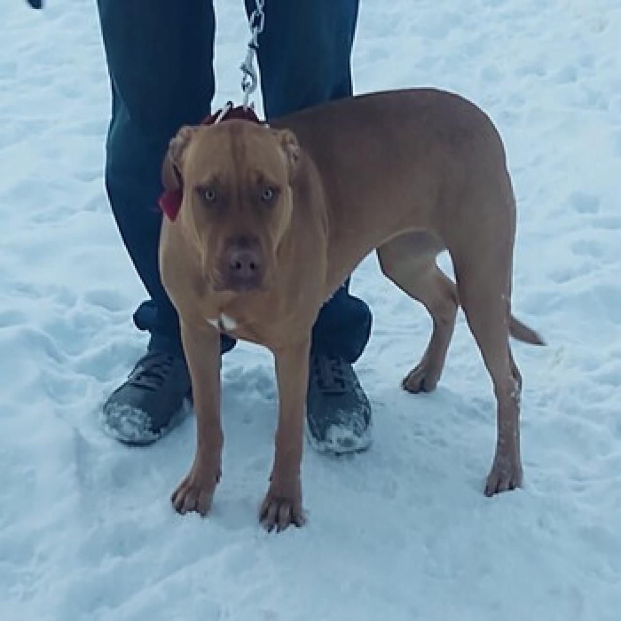 Photo of the dog