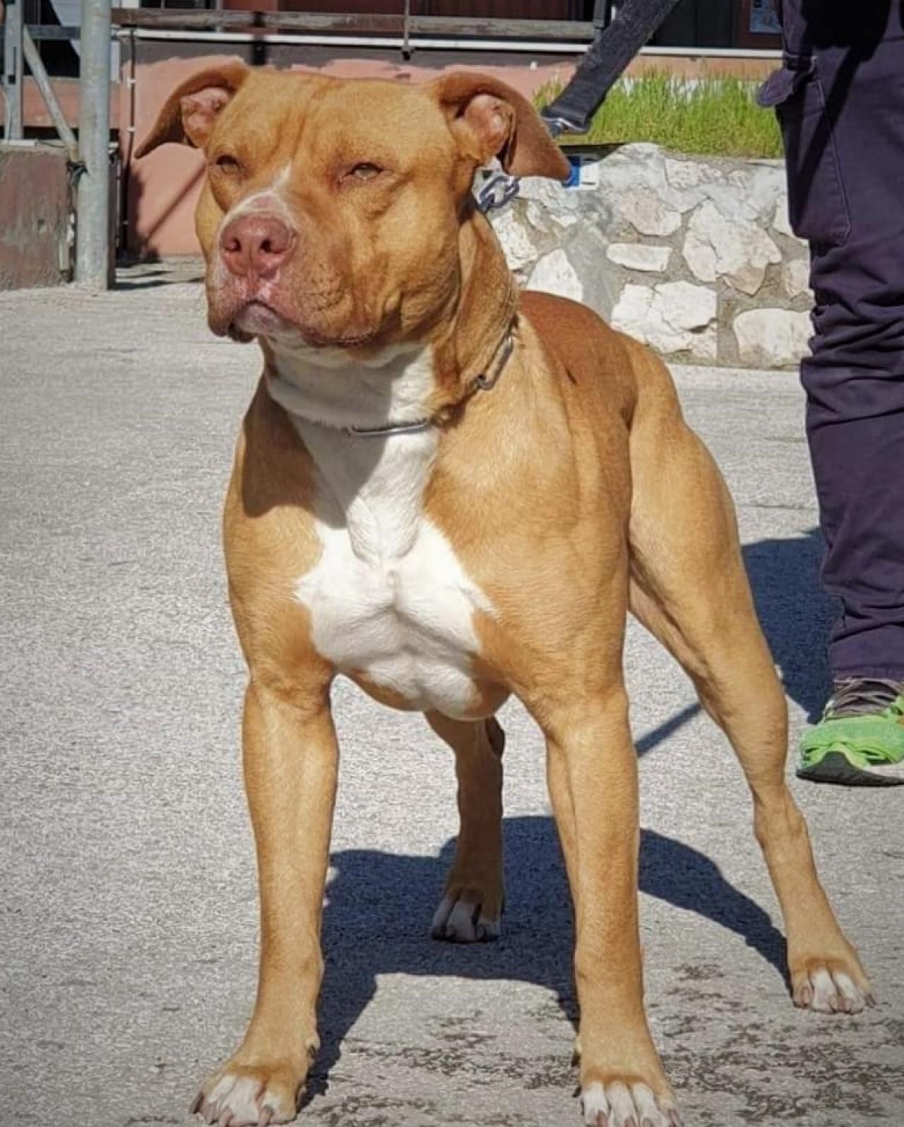 Photo of the dog