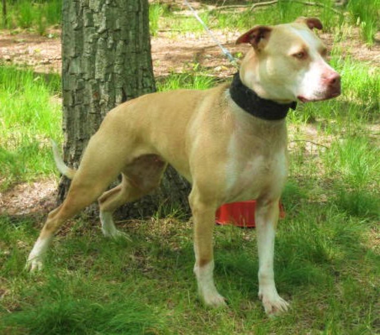 Photo of the dog