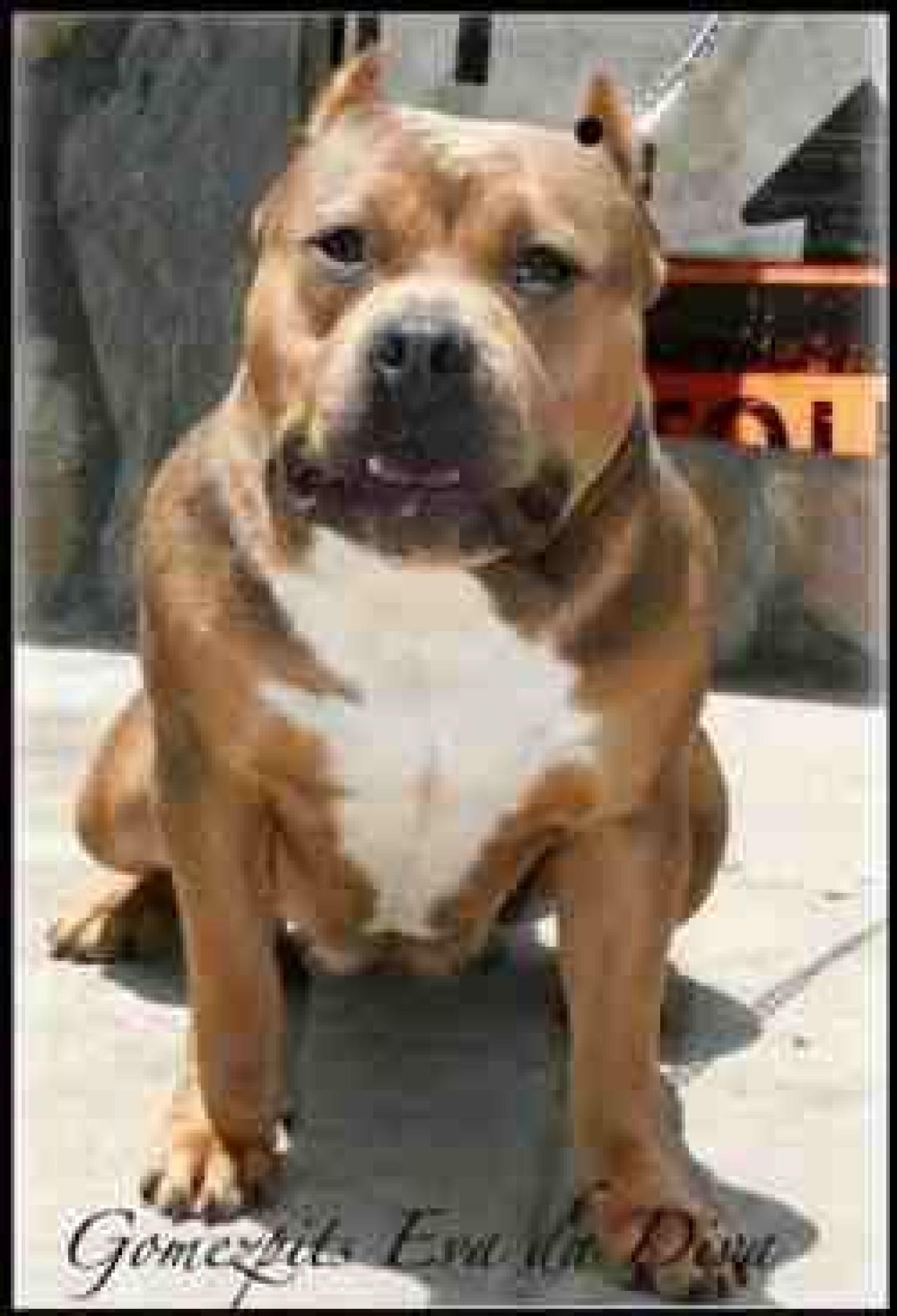Photo of the dog