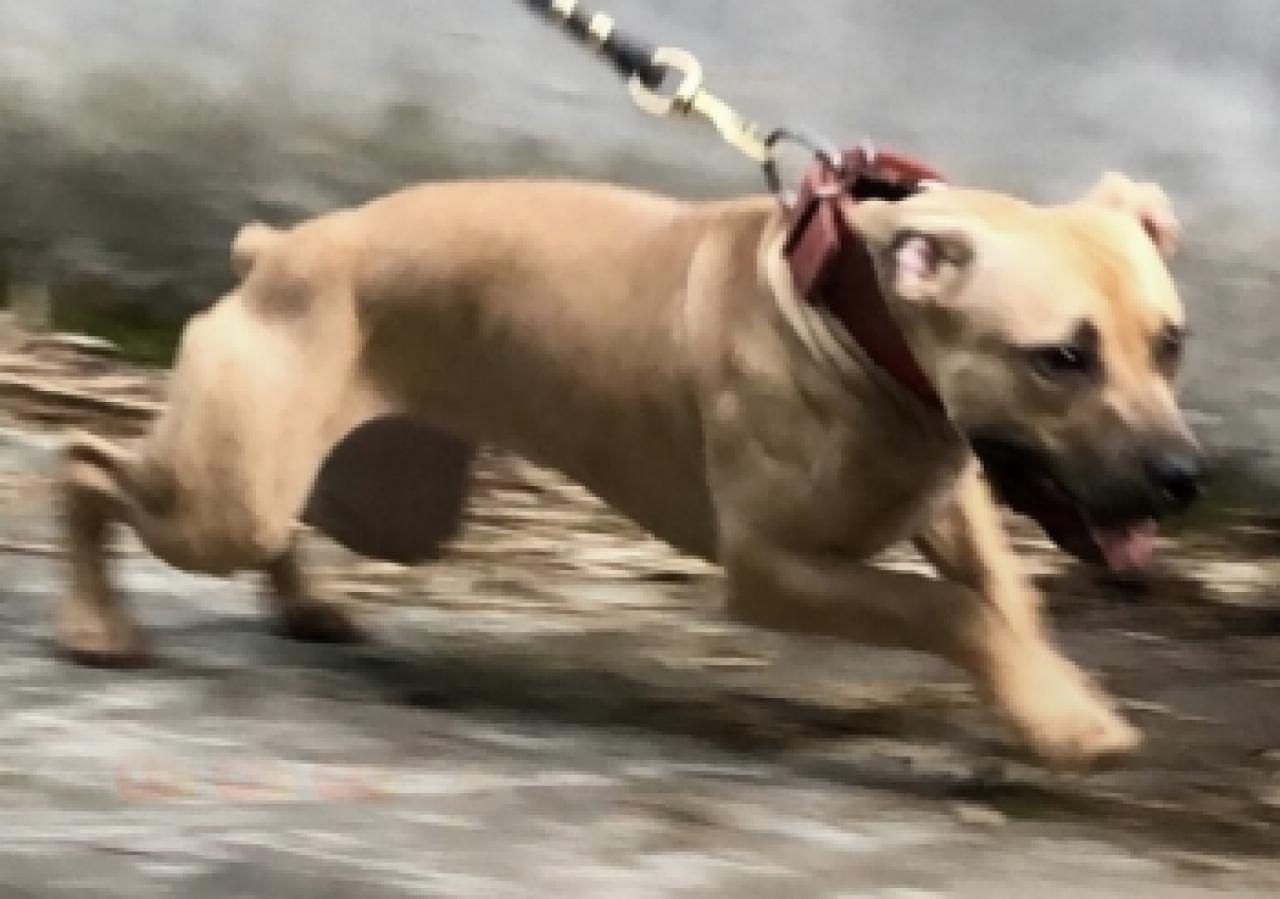 Photo of the dog