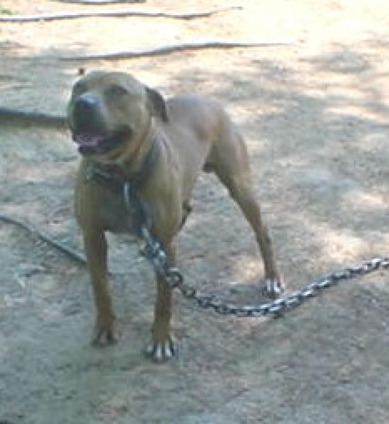 Photo of the dog