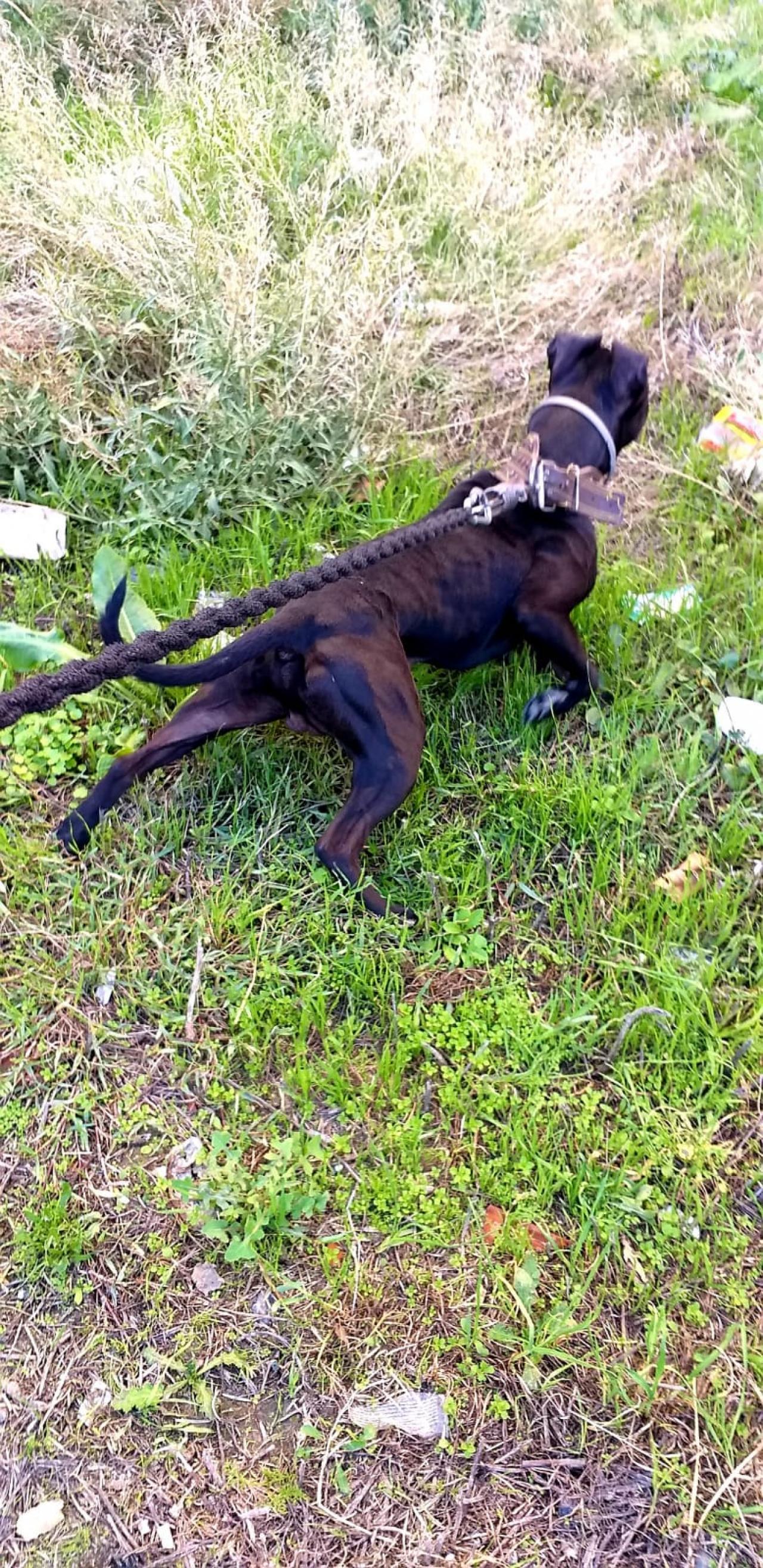 Photo of the dog