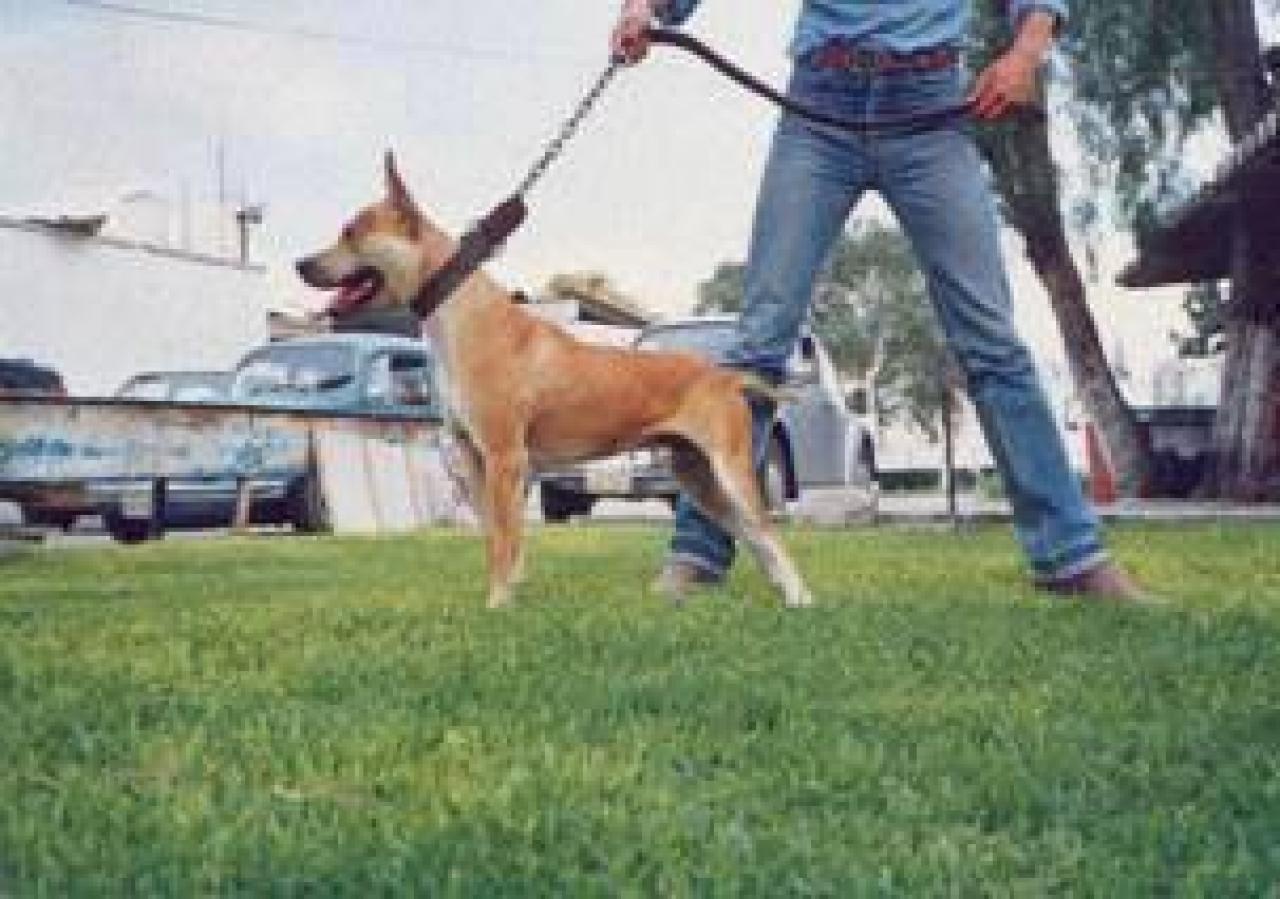 Photo of the dog