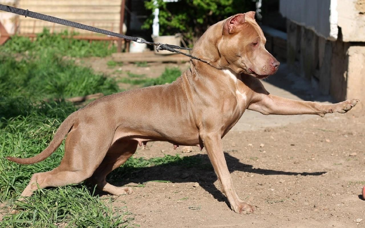 Photo of the dog