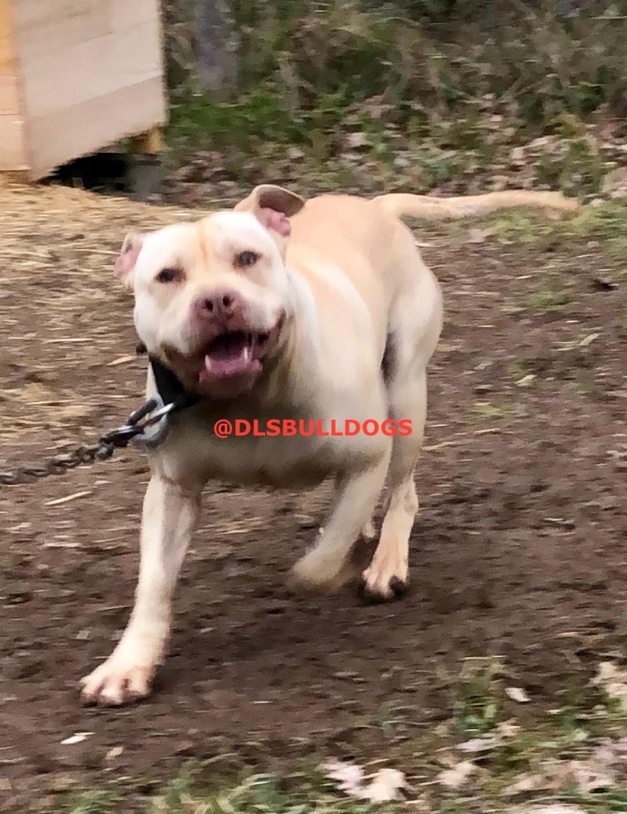 Photo of the dog