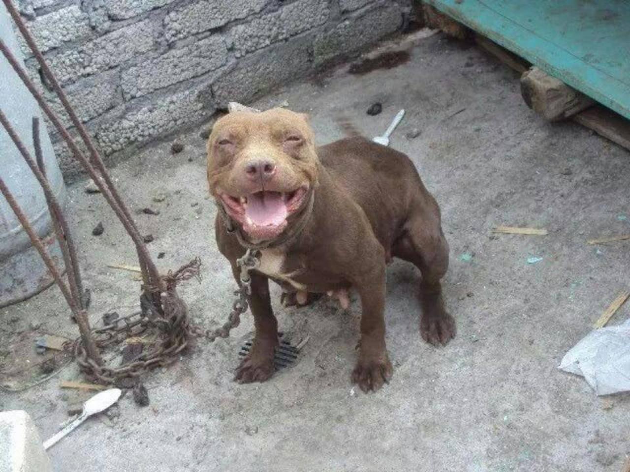 Photo of the dog