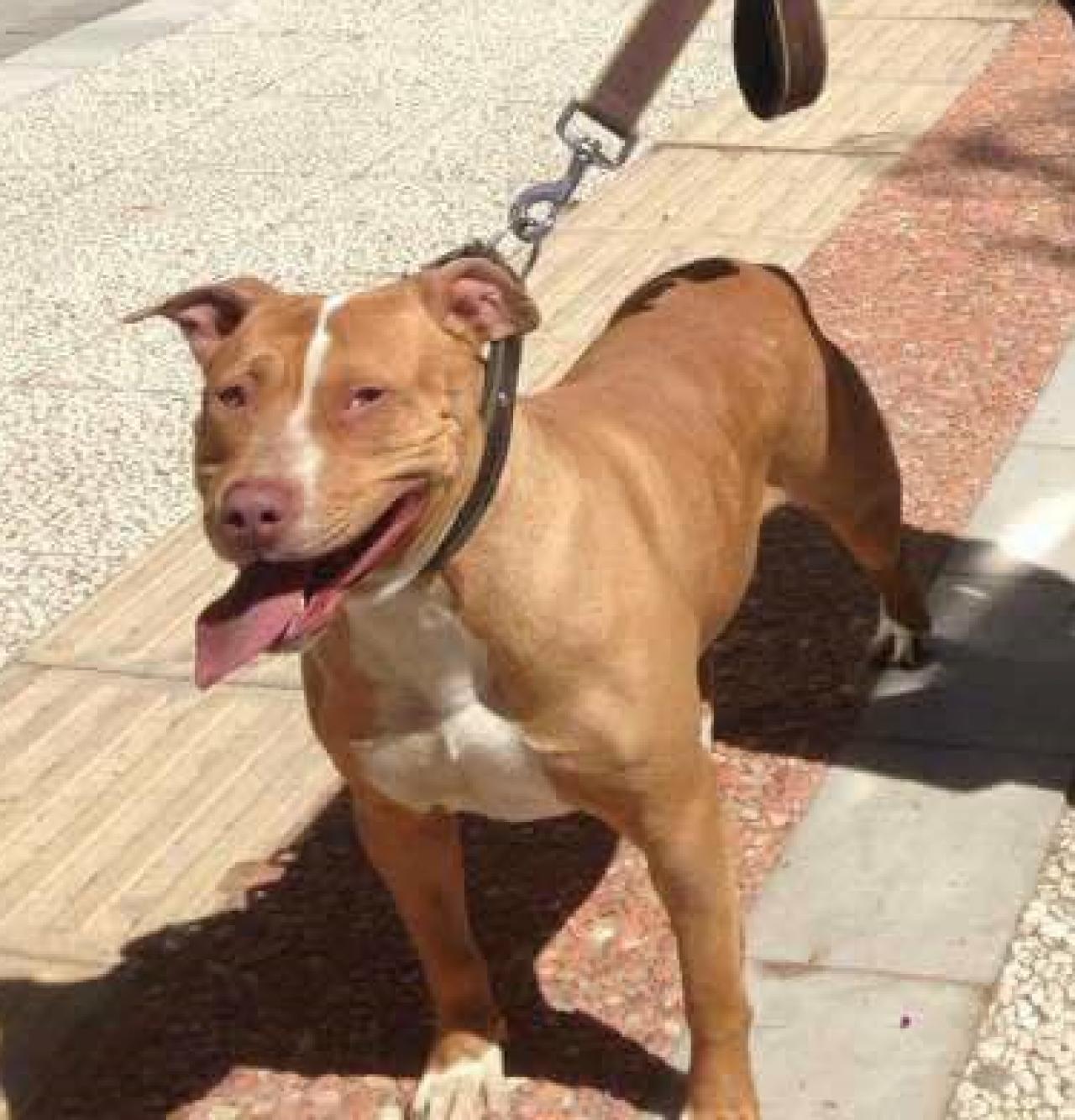Photo of the dog