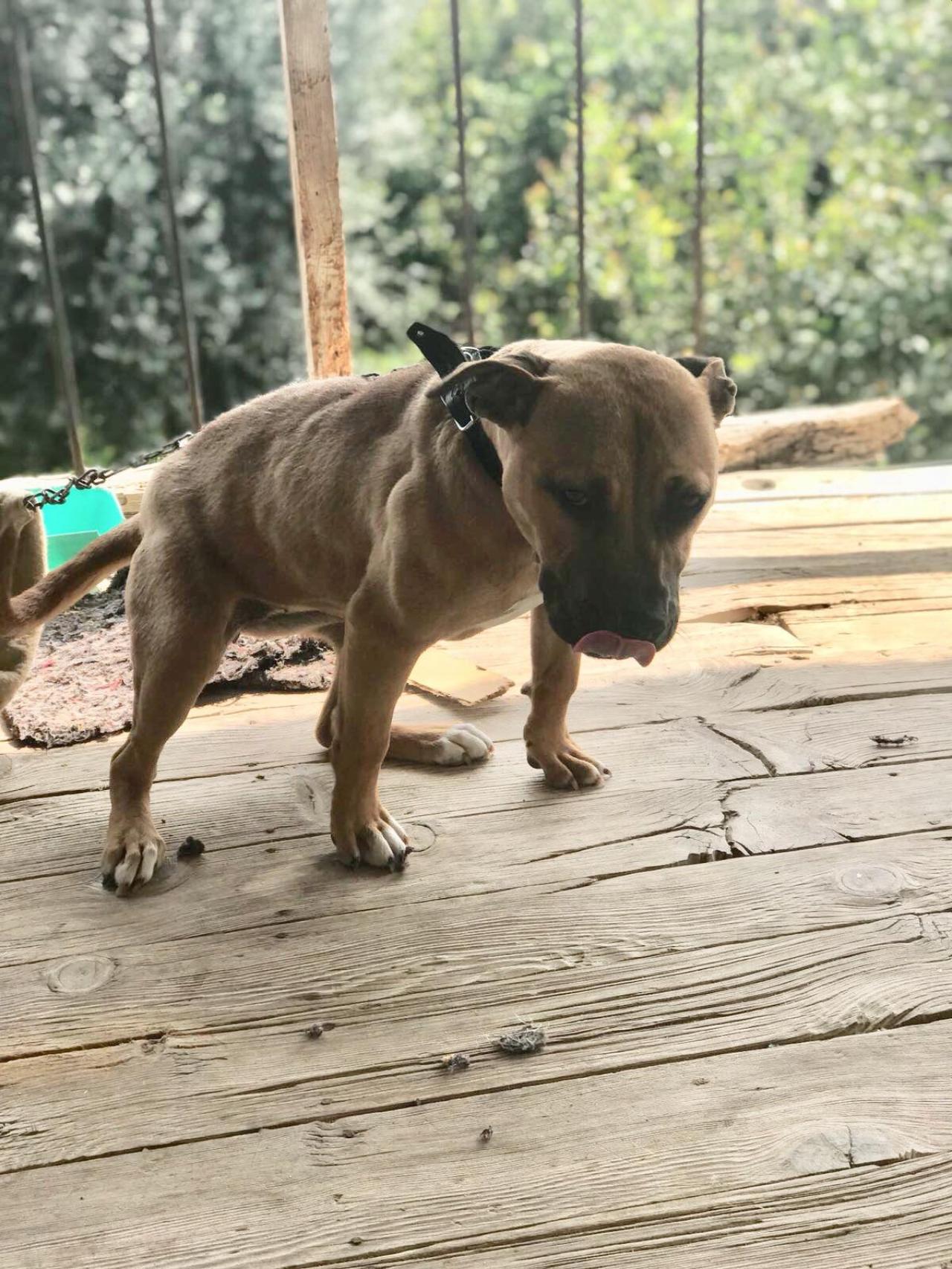 Photo of the dog