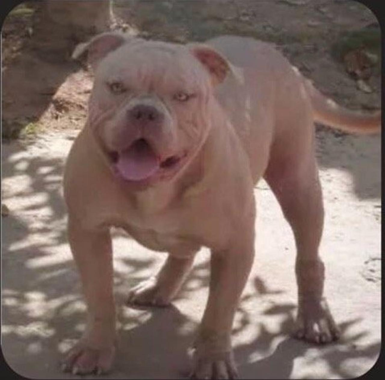 Photo of the dog