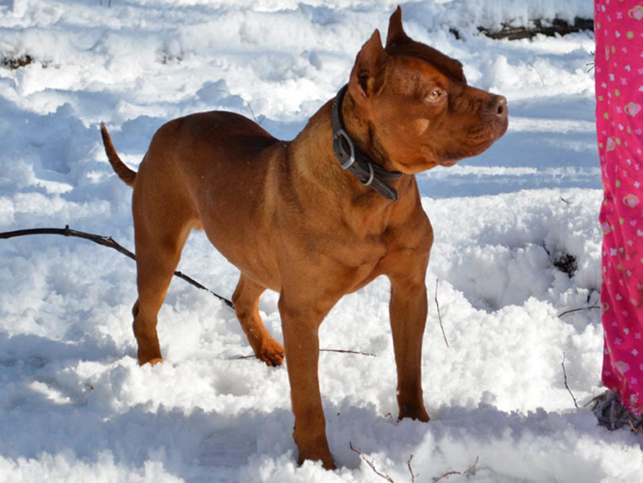 Photo of the dog