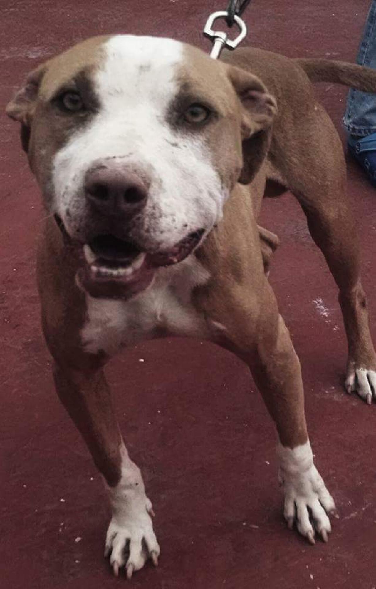 Photo of the dog