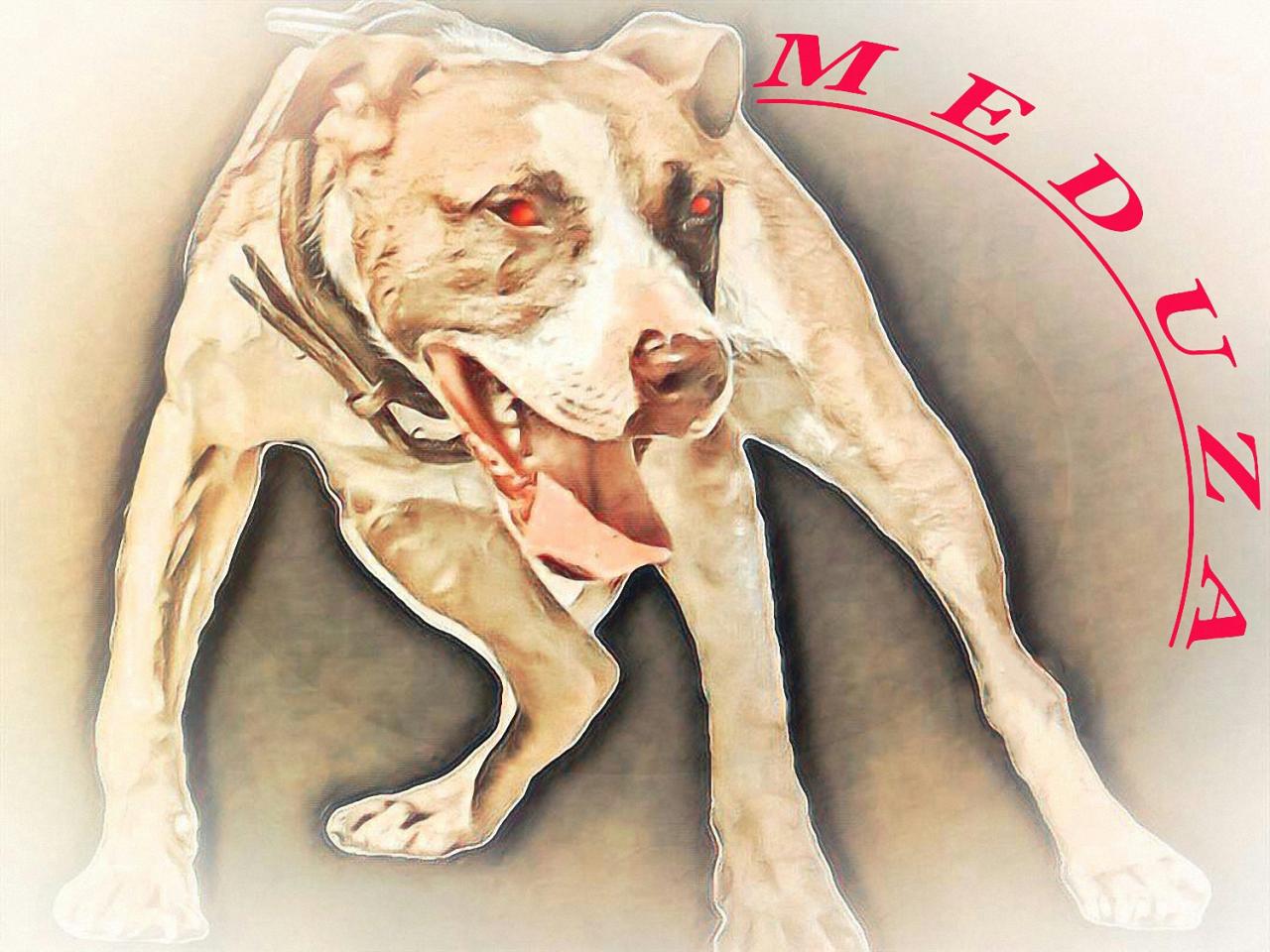 Photo of the dog