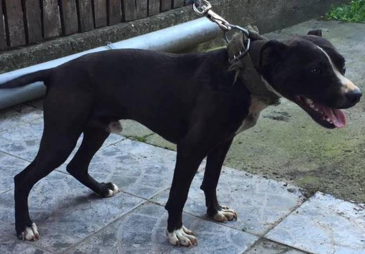 Photo of the dog