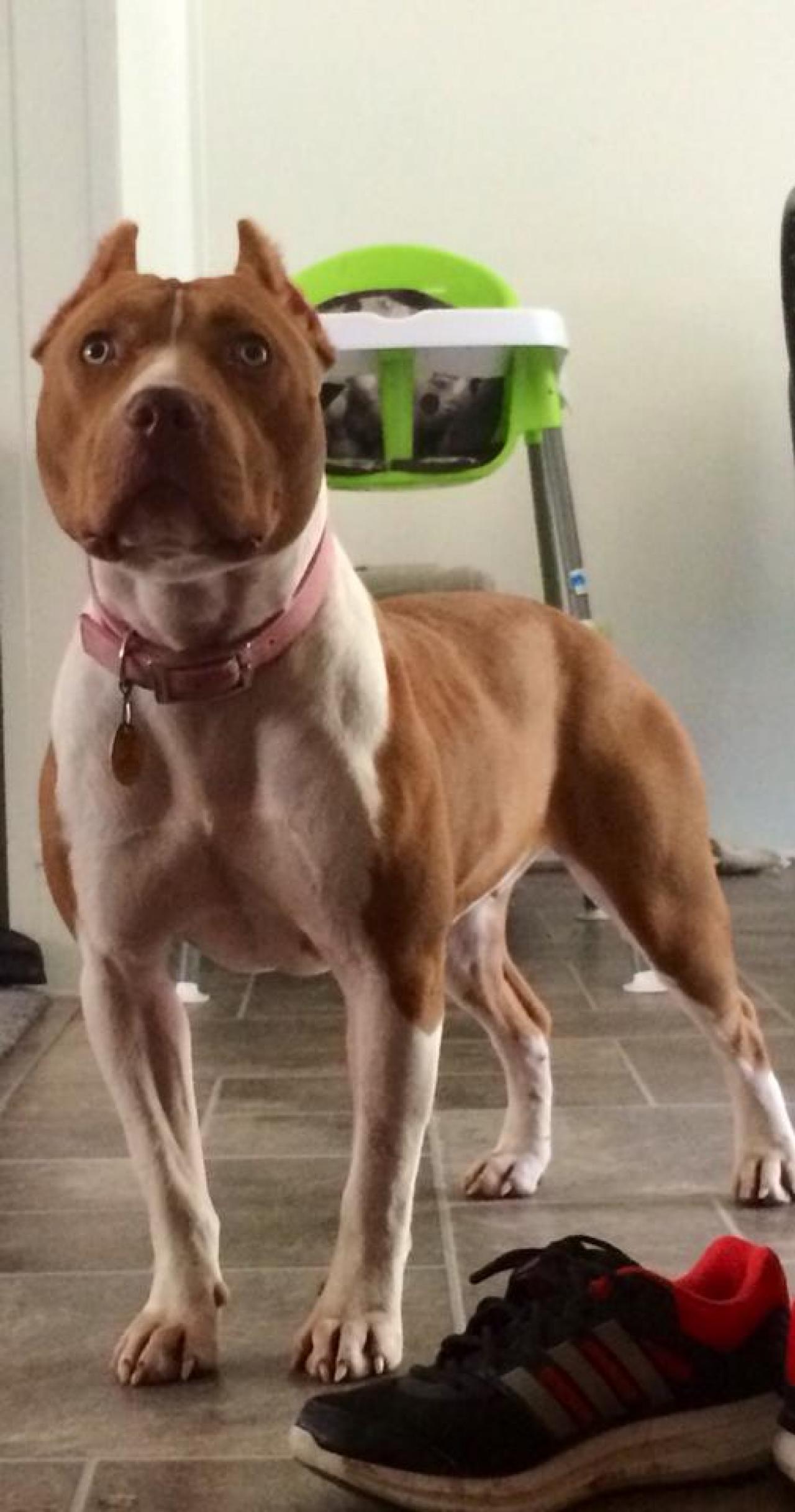 Photo of the dog