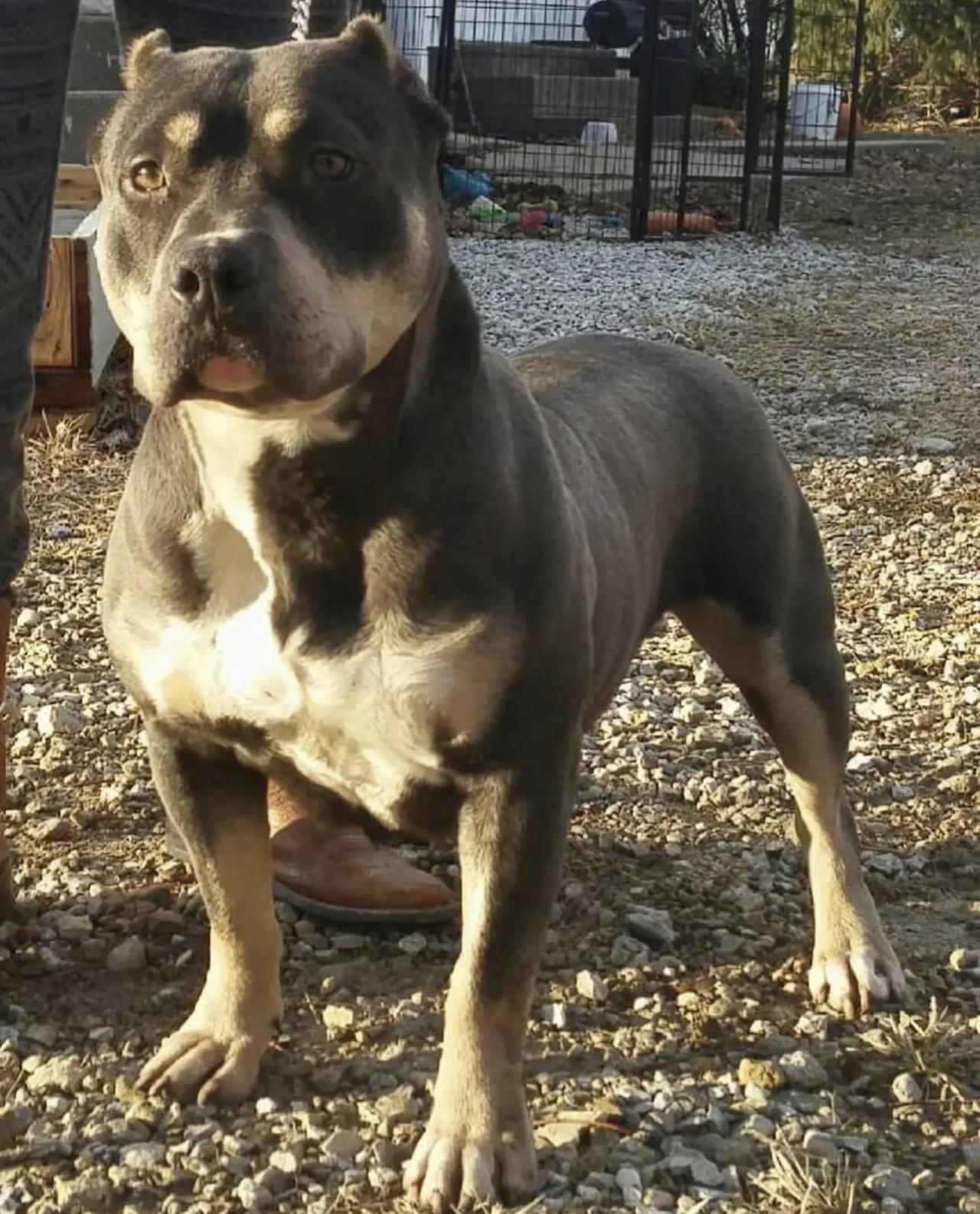 Photo of the dog