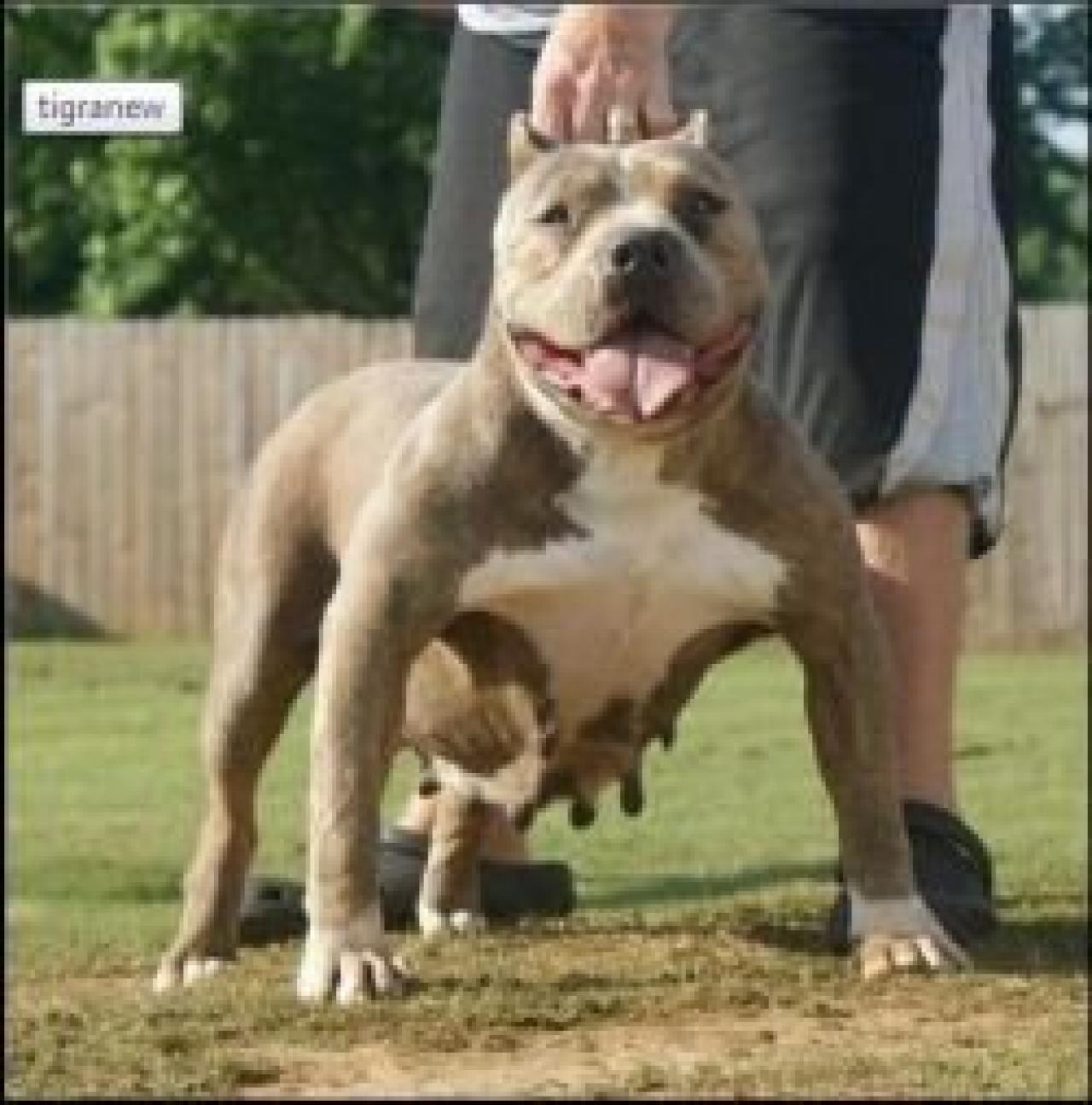 Photo of the dog