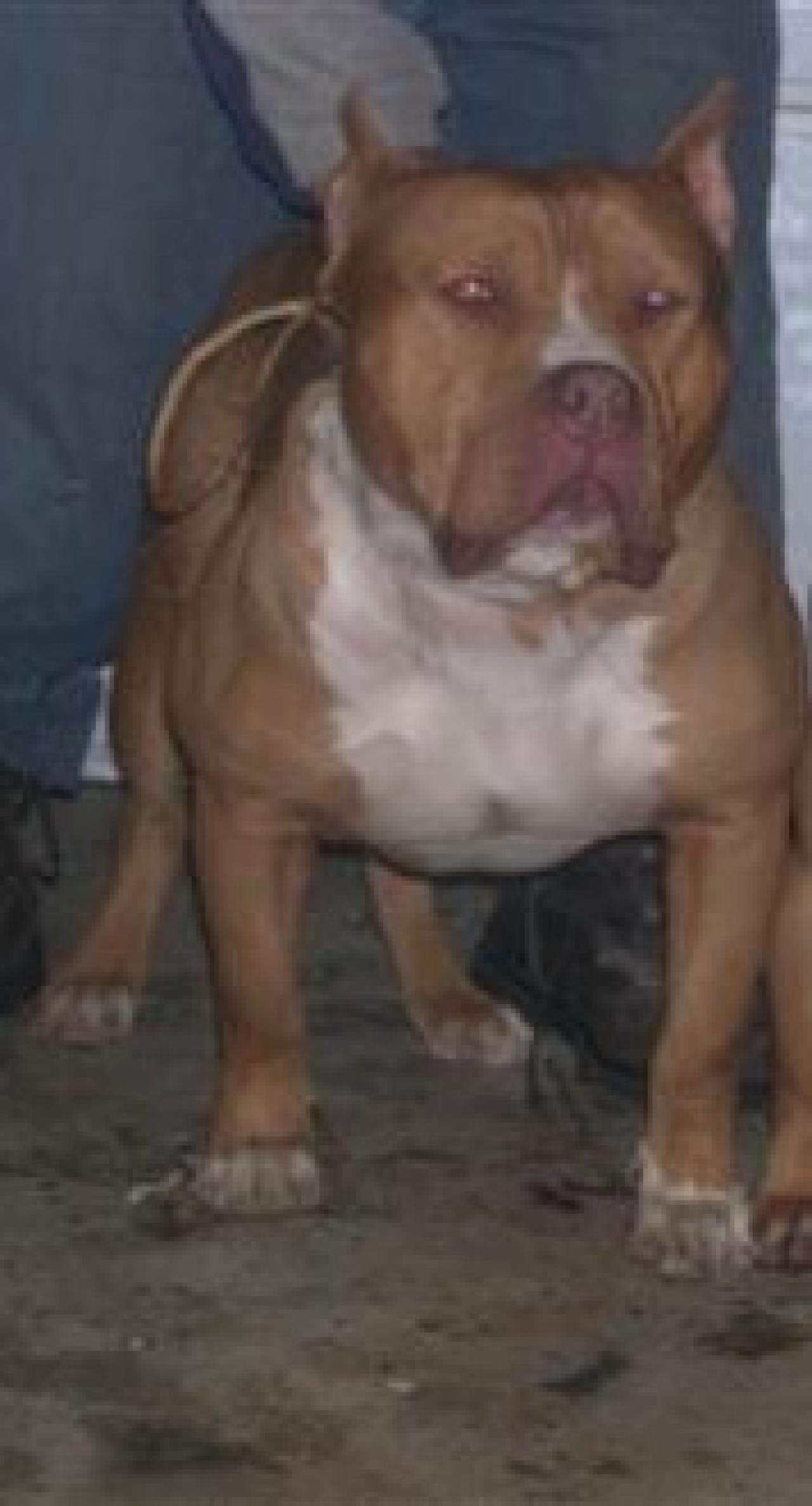 Photo of the dog