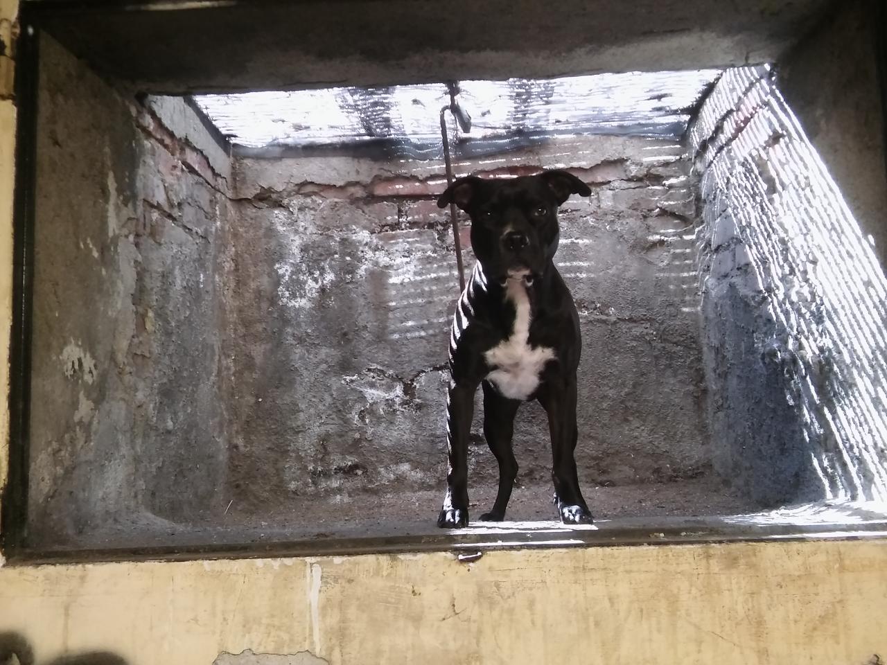 Photo of the dog
