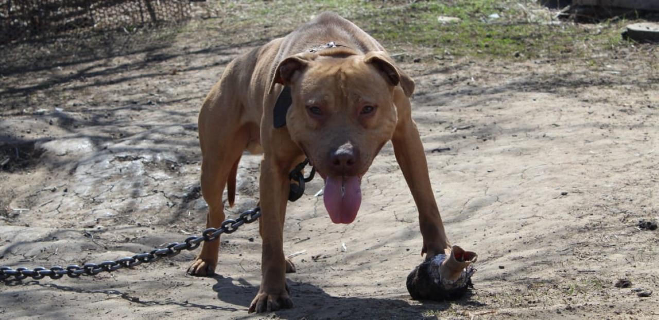Photo of the dog