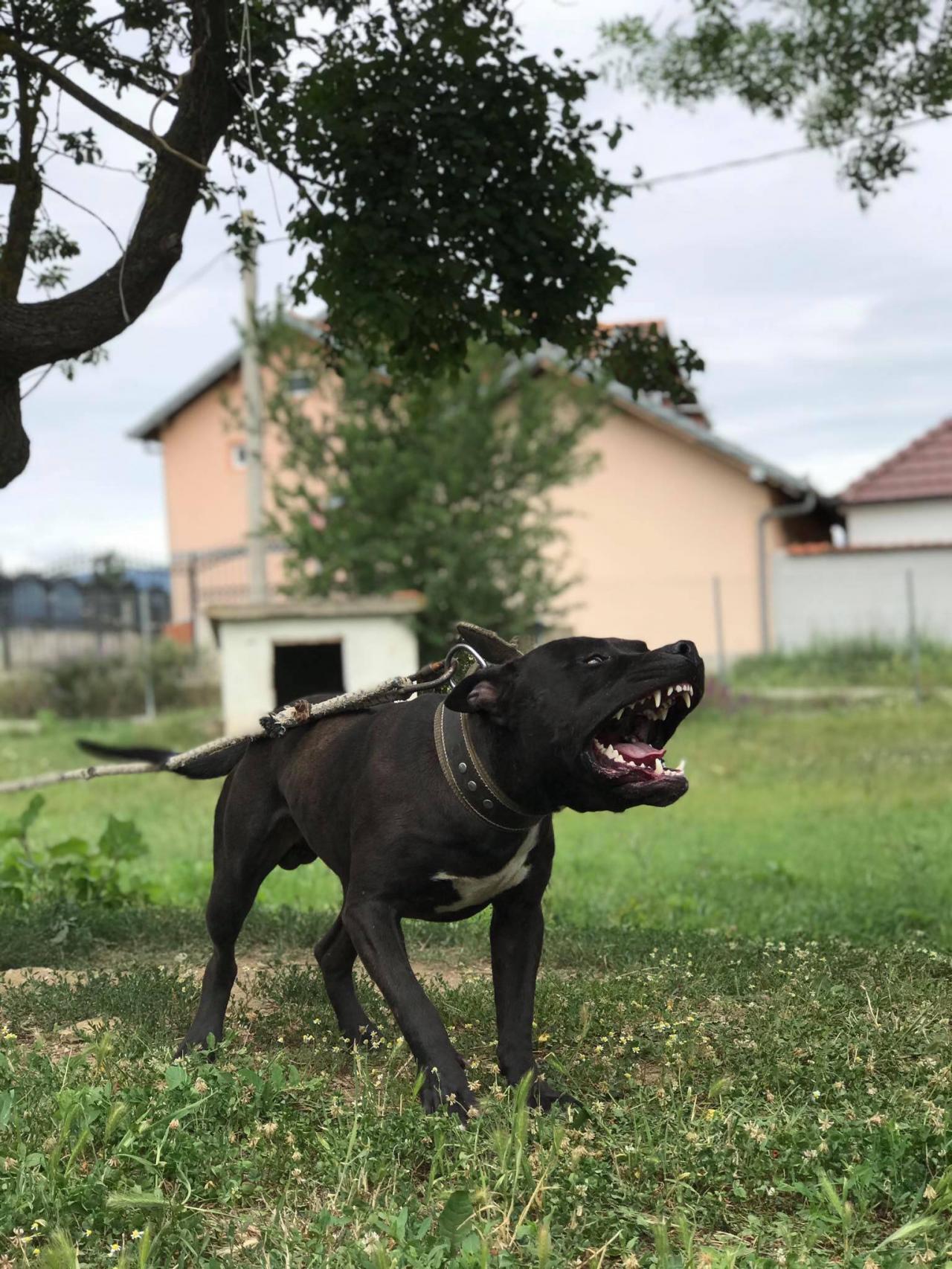 Photo of the dog