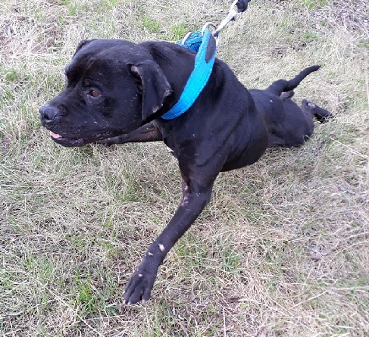 Photo of the dog