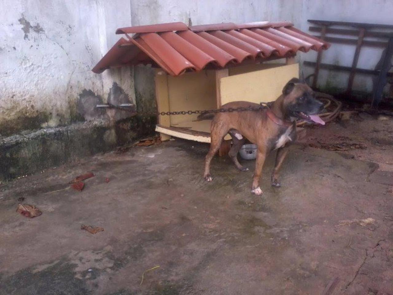 Photo of the dog