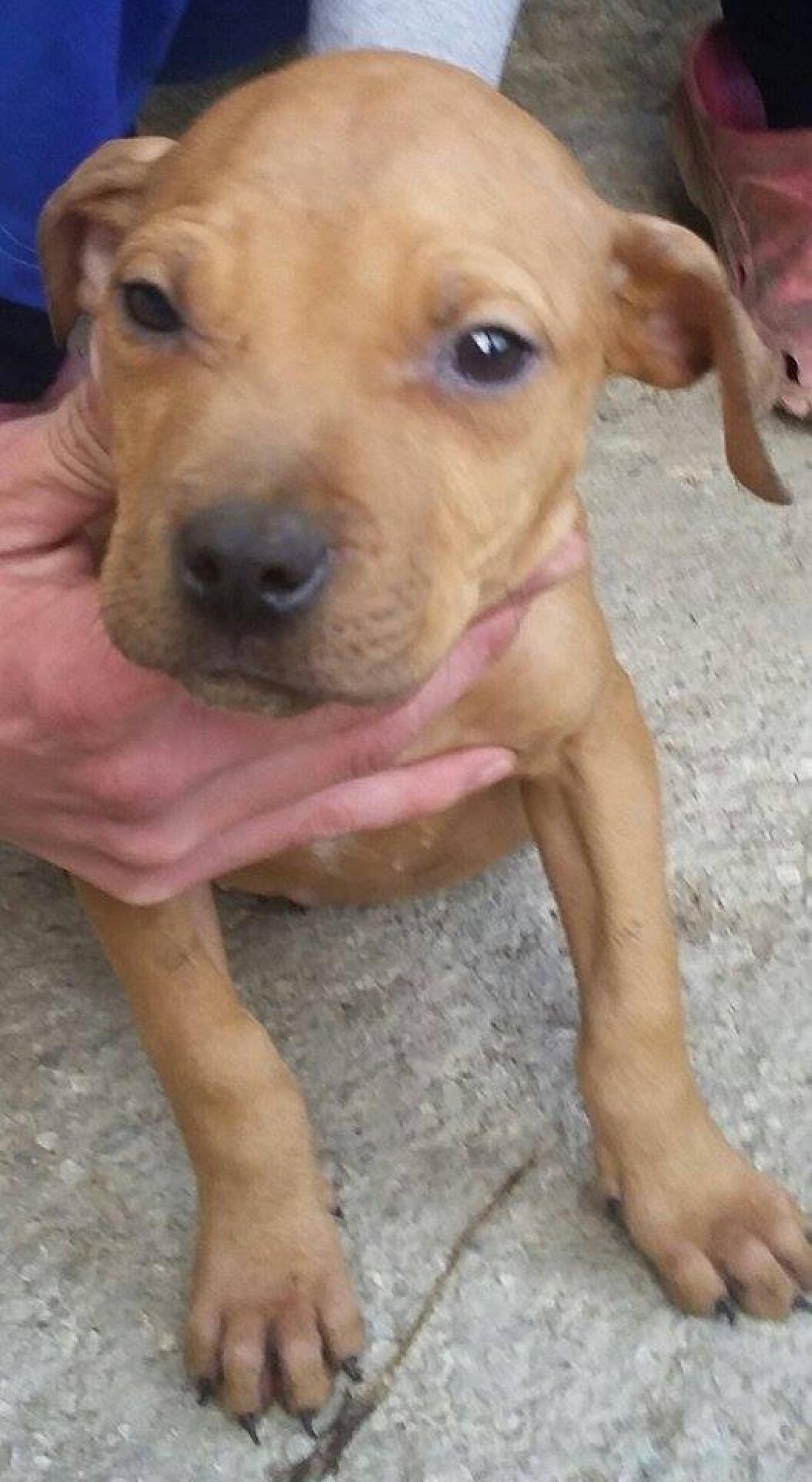 Photo of the dog