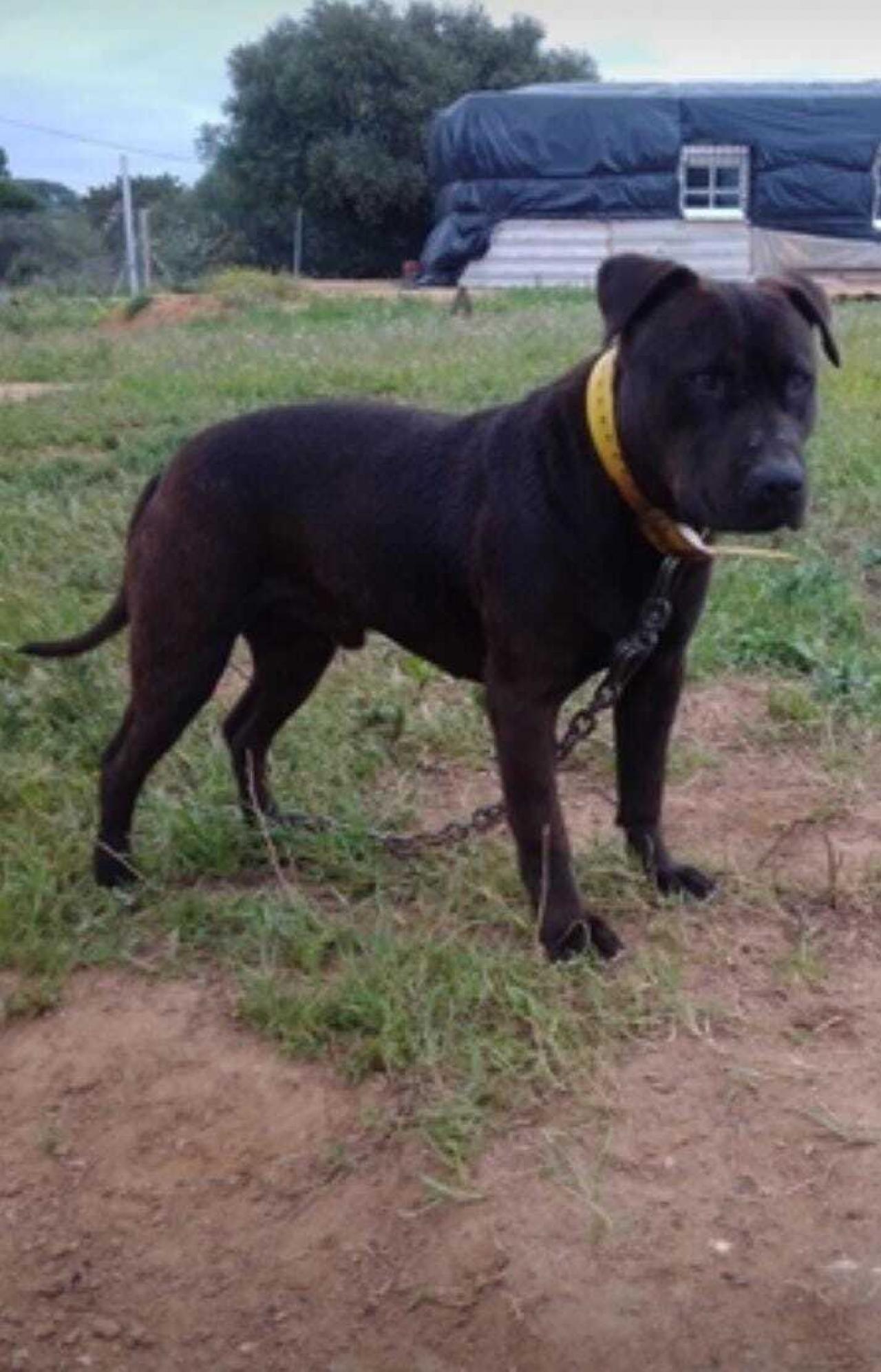 Photo of the dog
