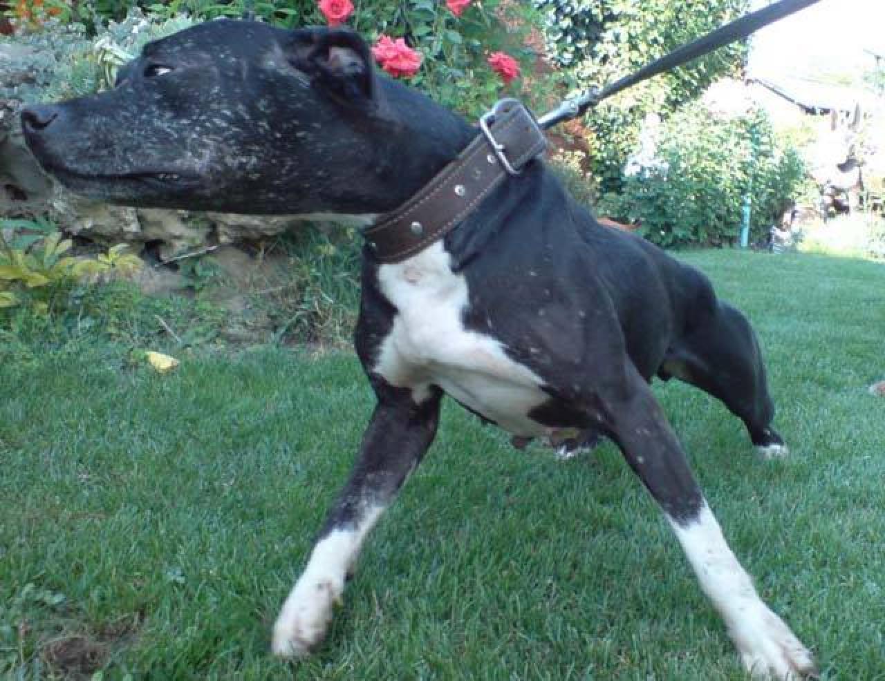 Photo of the dog