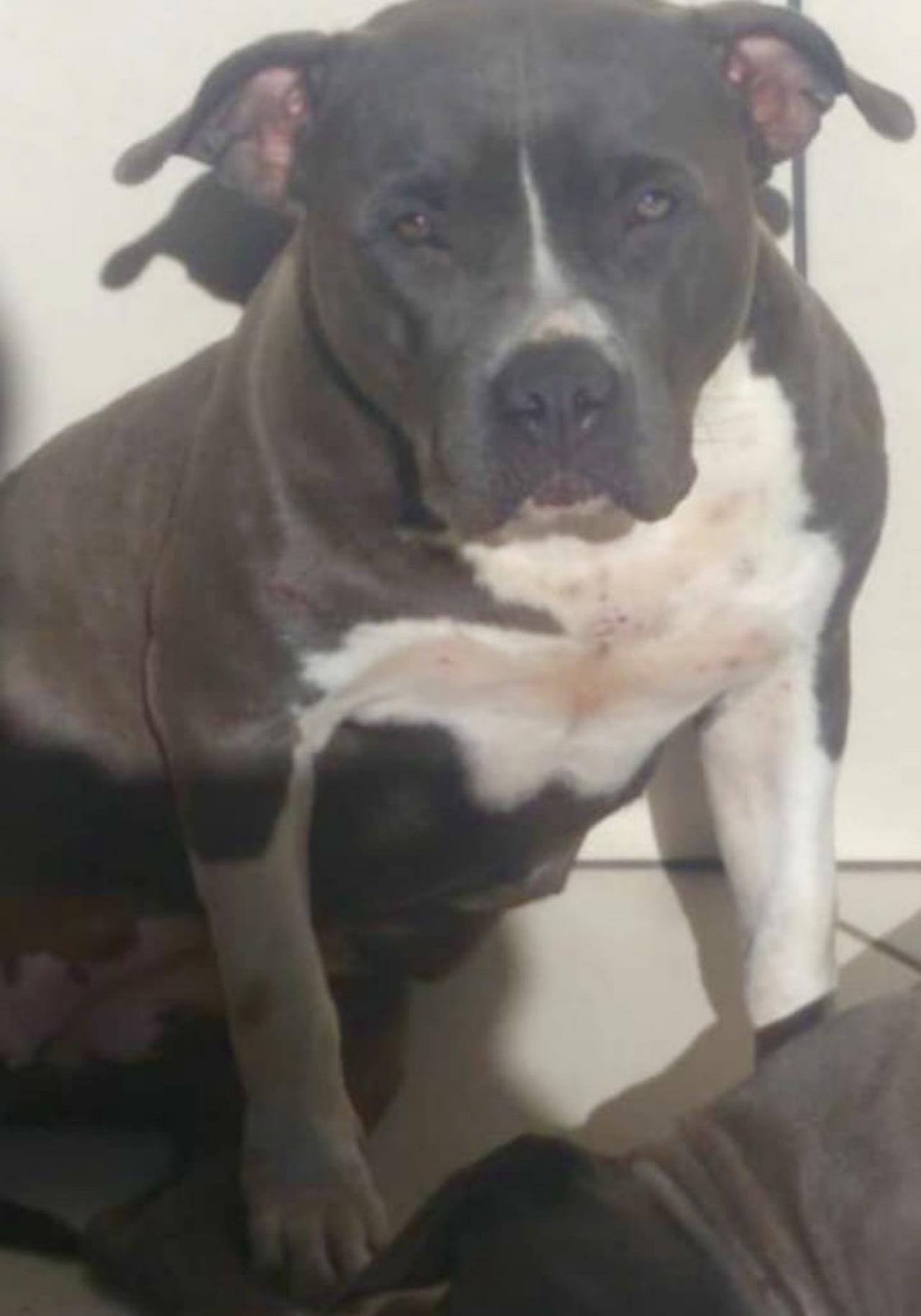 Photo of the dog