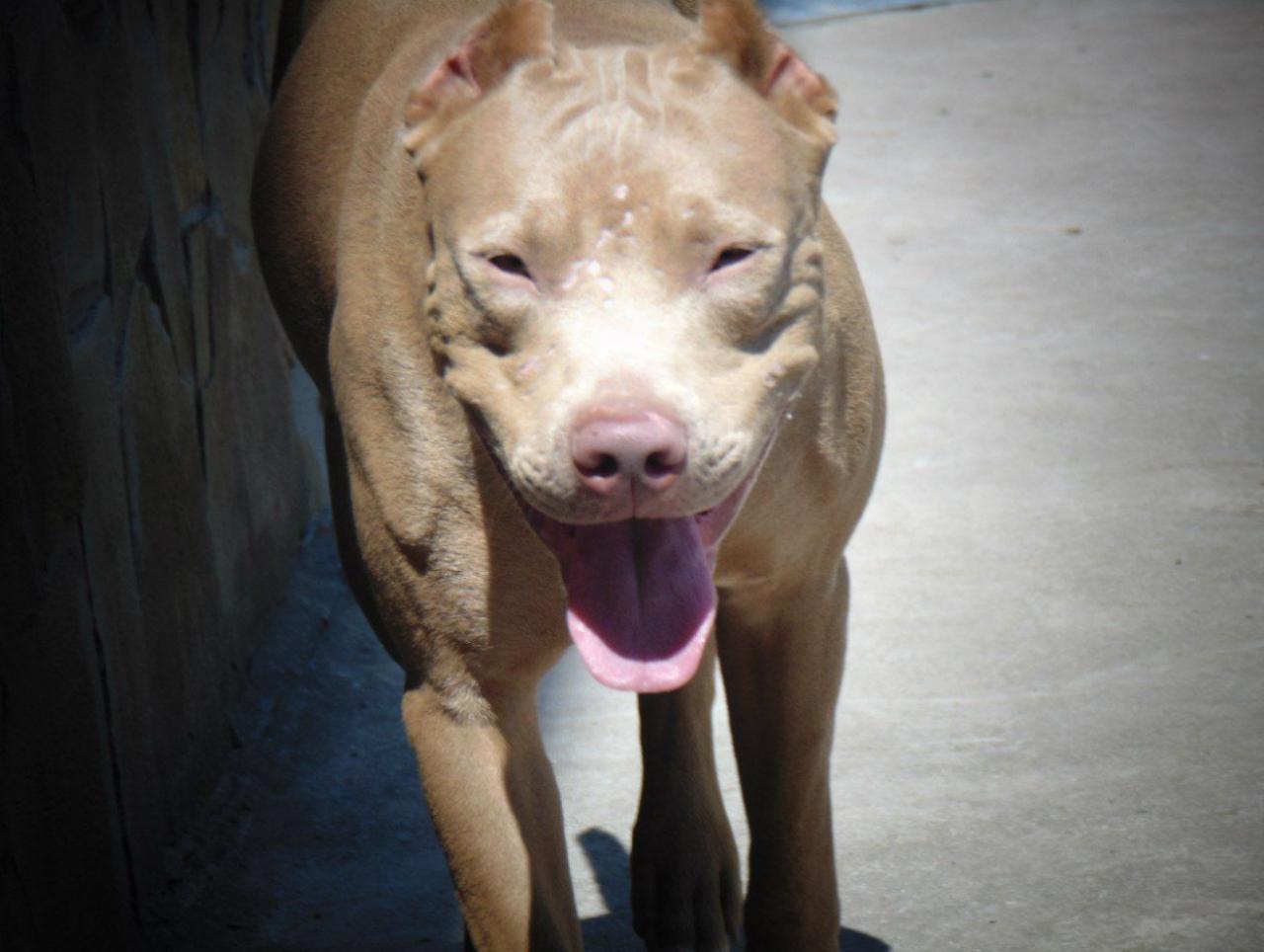 Photo of the dog