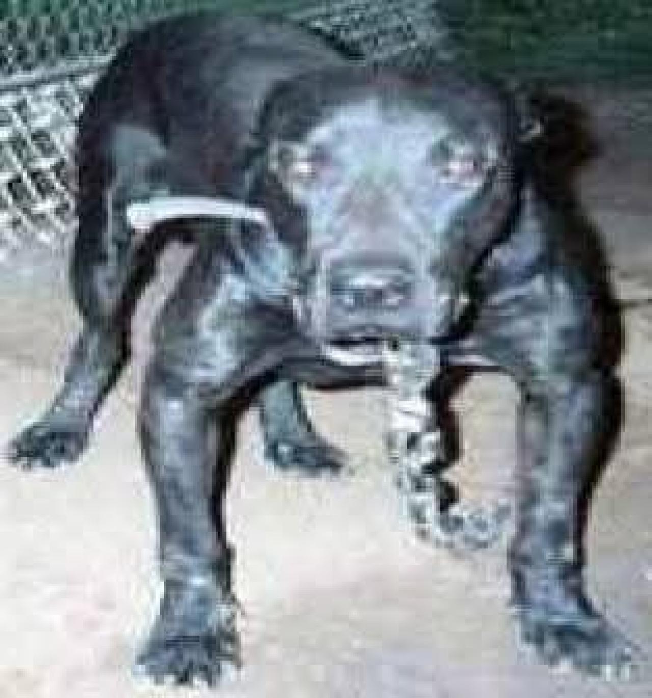 Photo of the dog