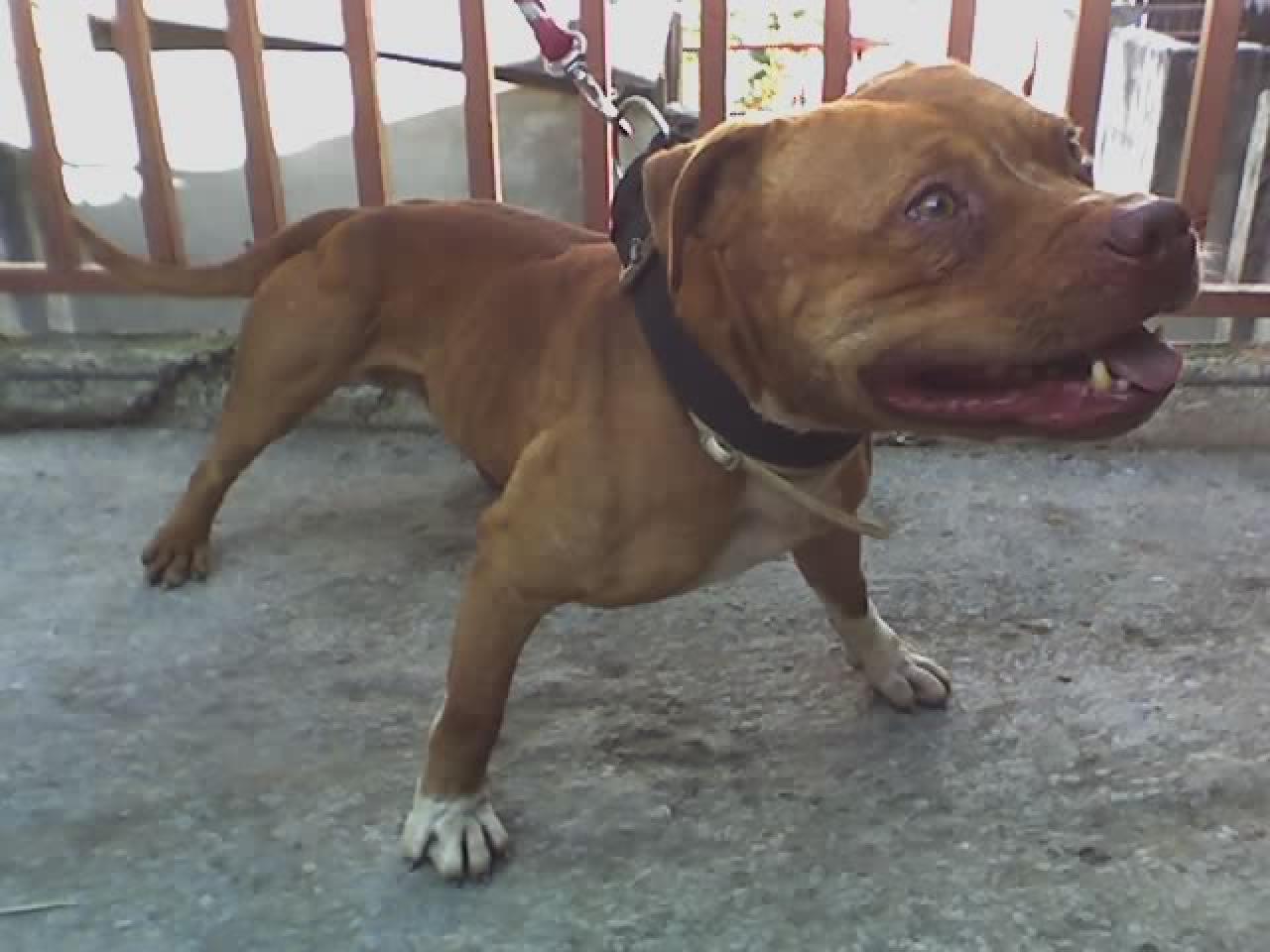 Photo of the dog