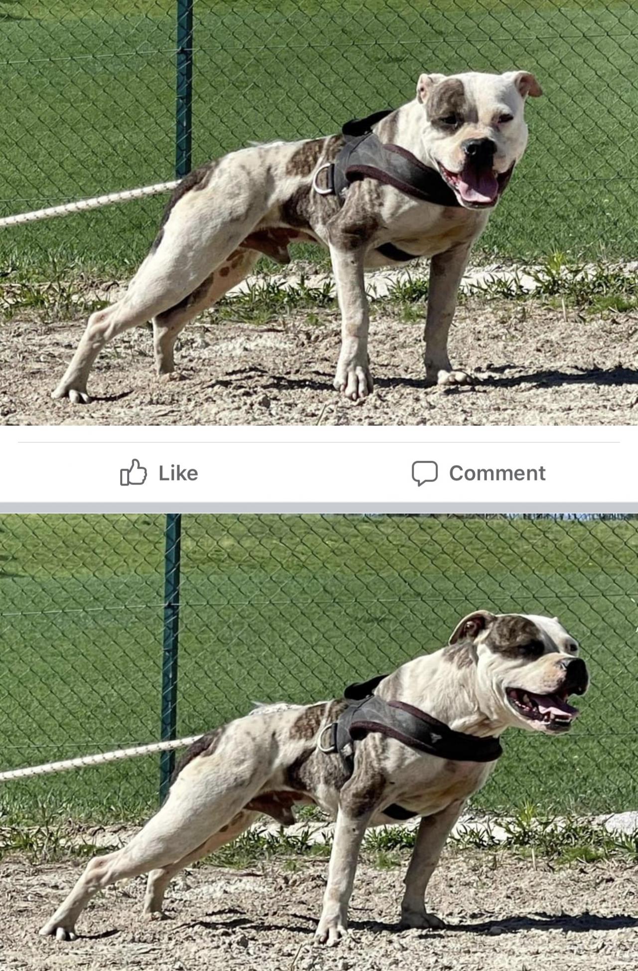 Photo of the dog