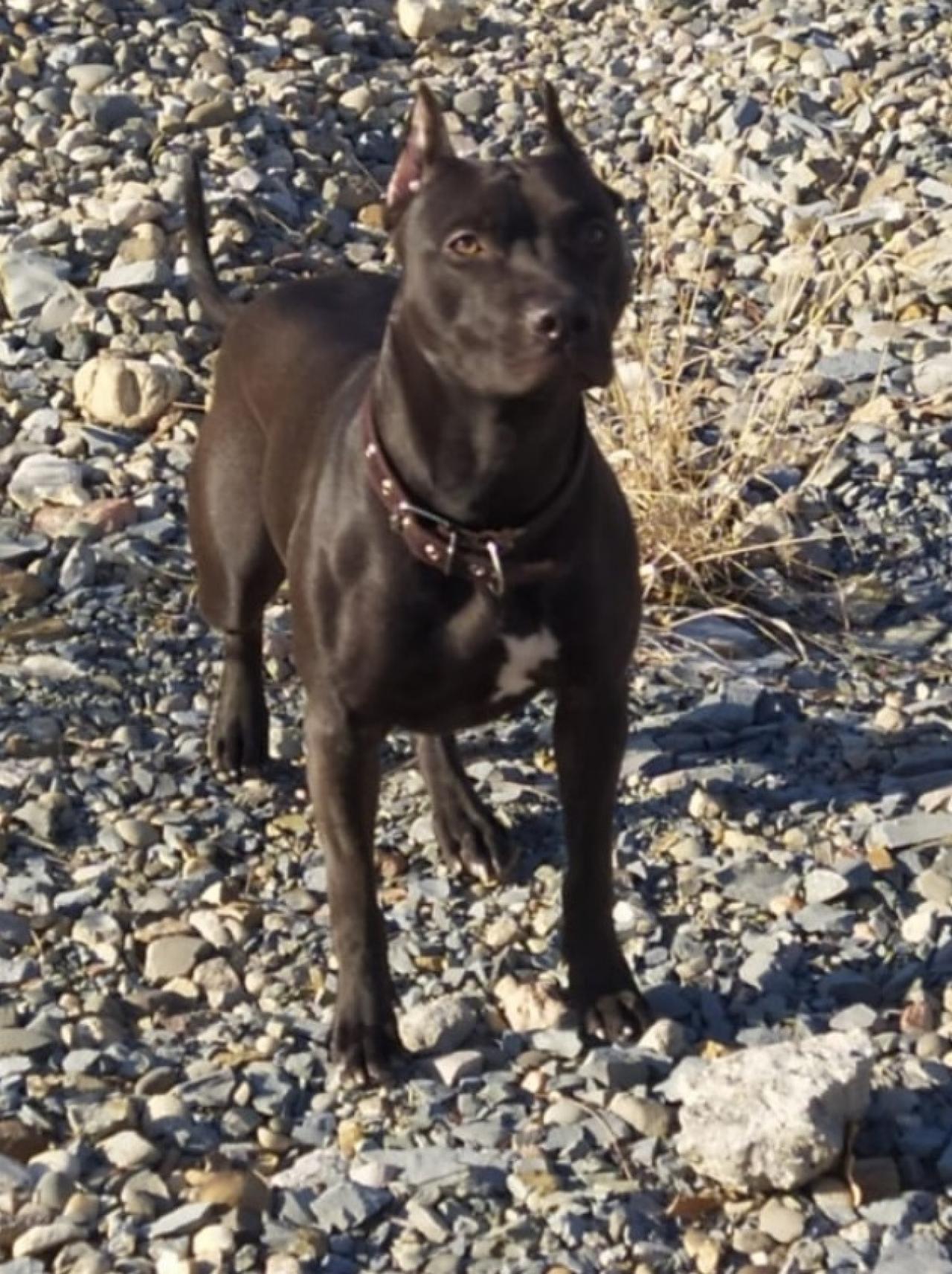 Photo of the dog