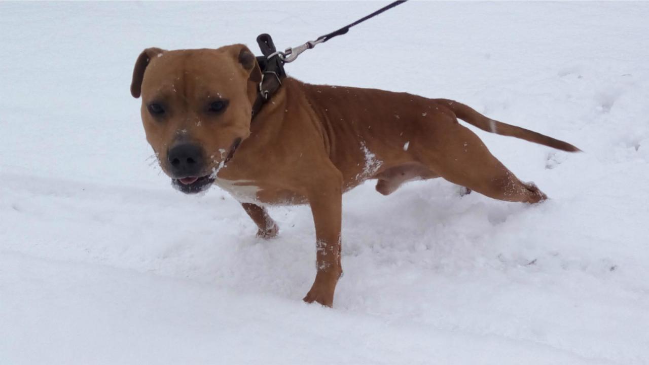 Photo of the dog