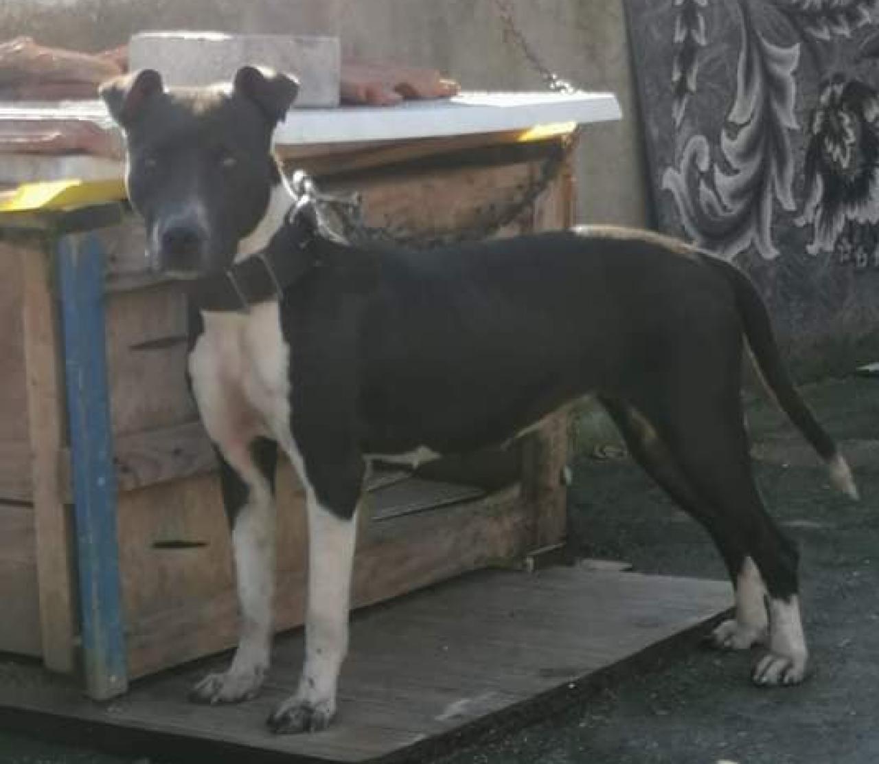 Photo of the dog