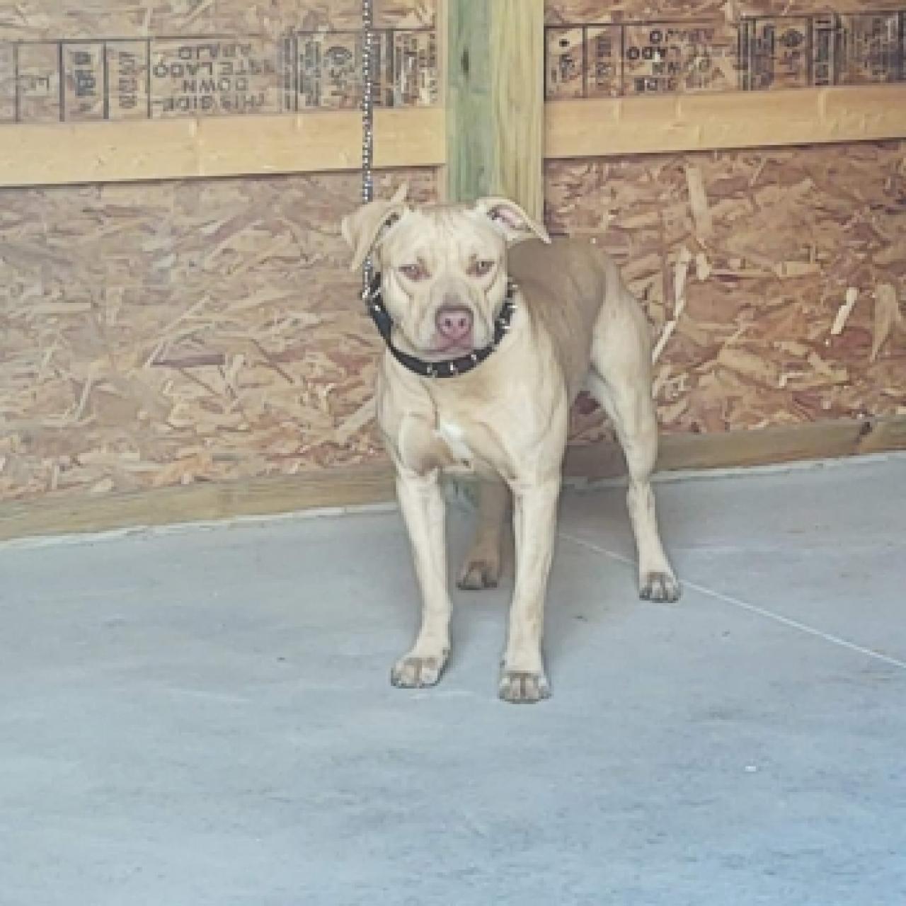 Photo of the dog