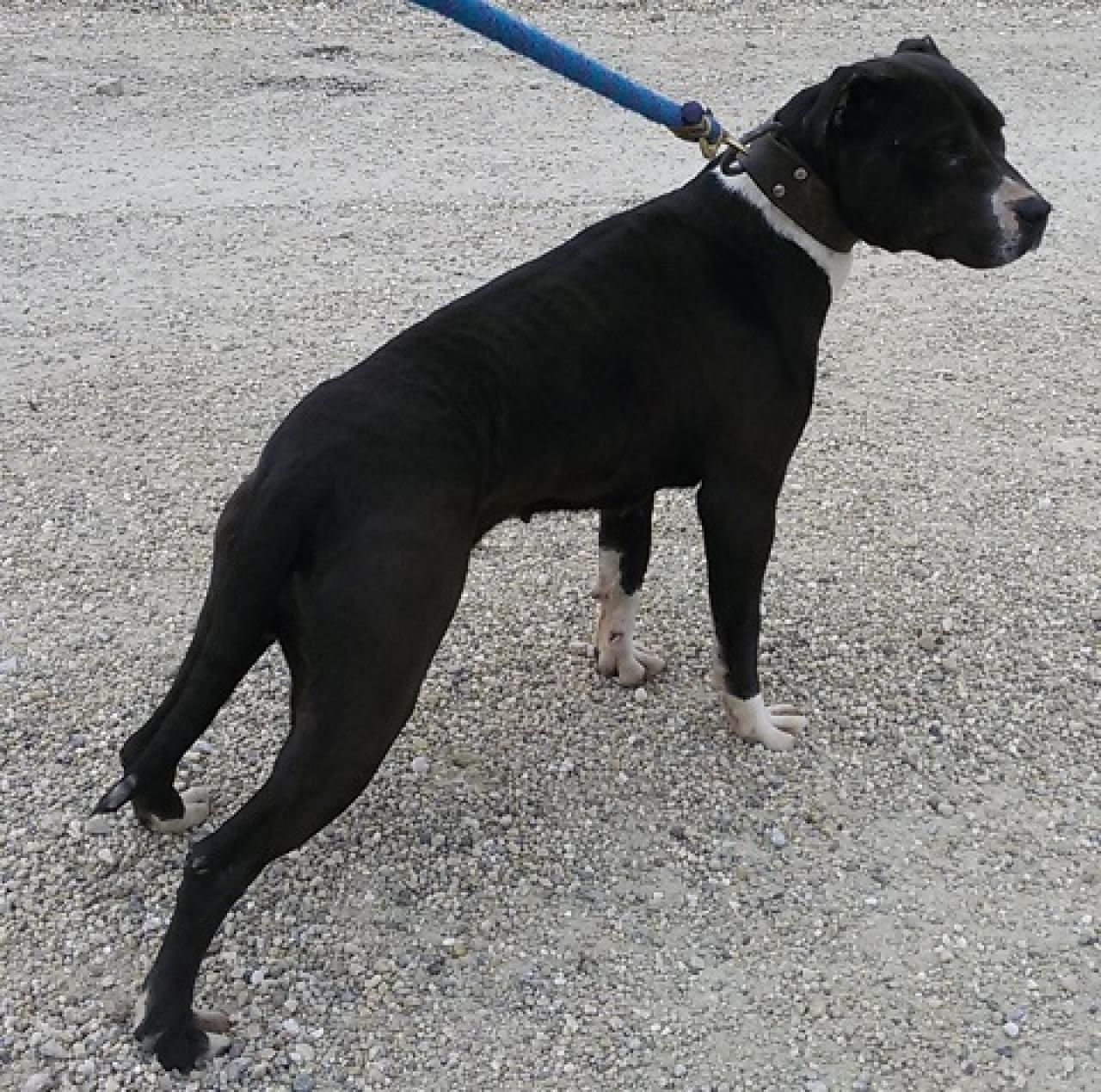Photo of the dog