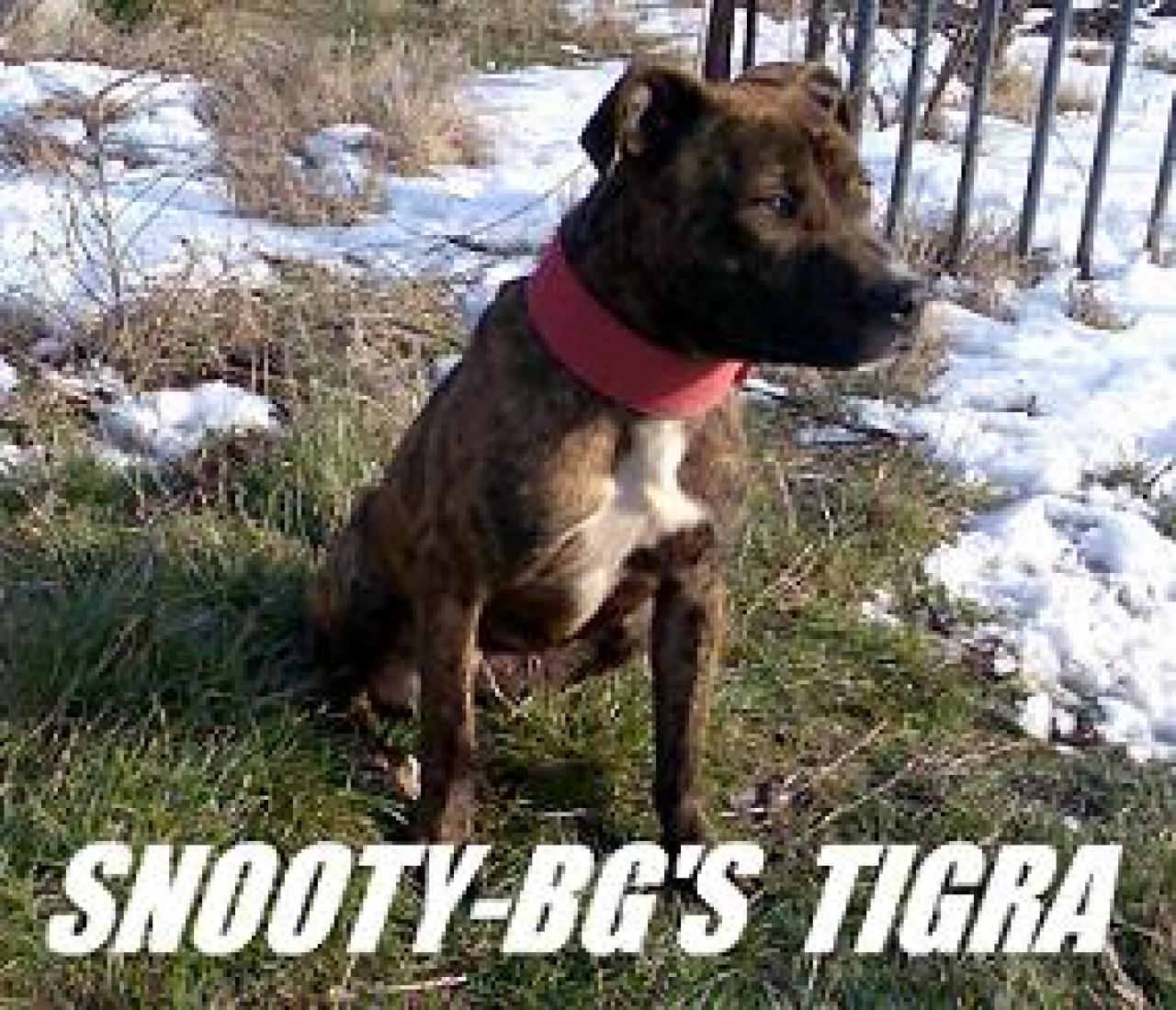 Photo of the dog