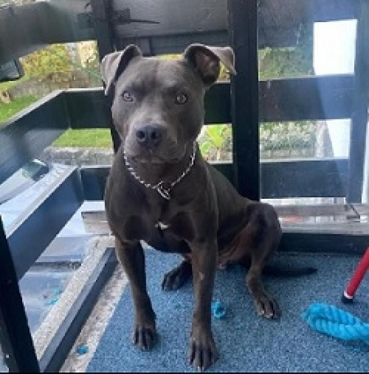 Photo of the dog
